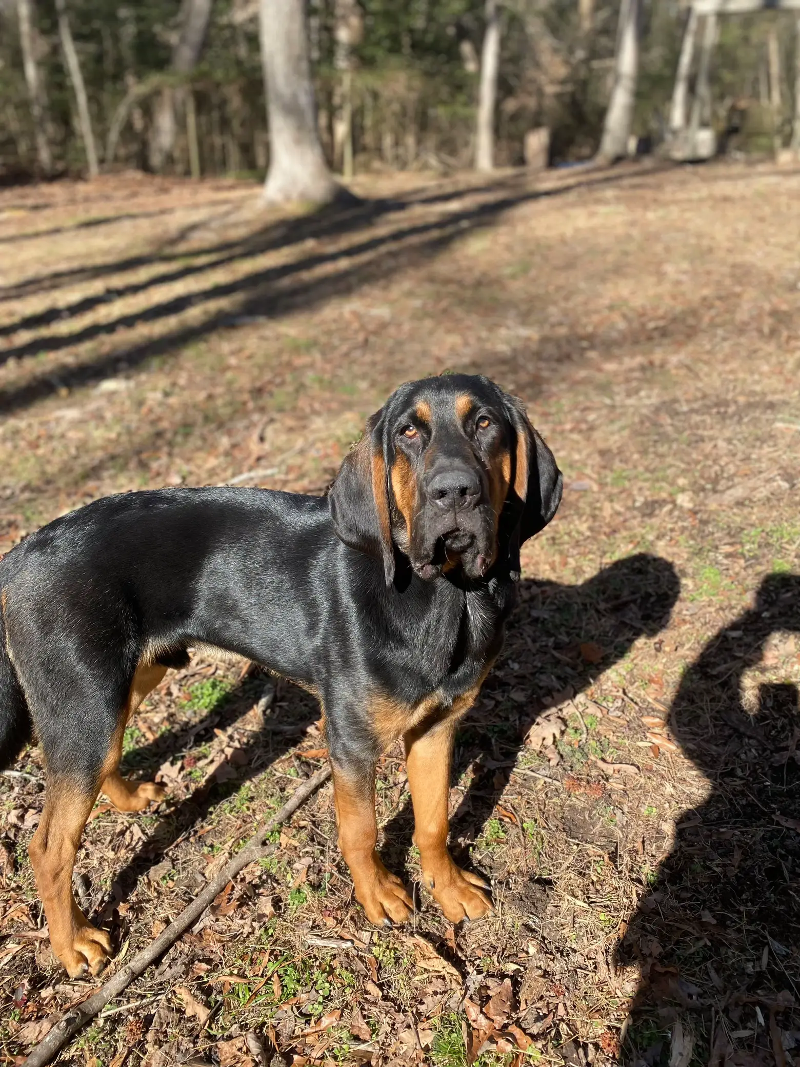 Hank from a baby - 10 months : r/coonhounds