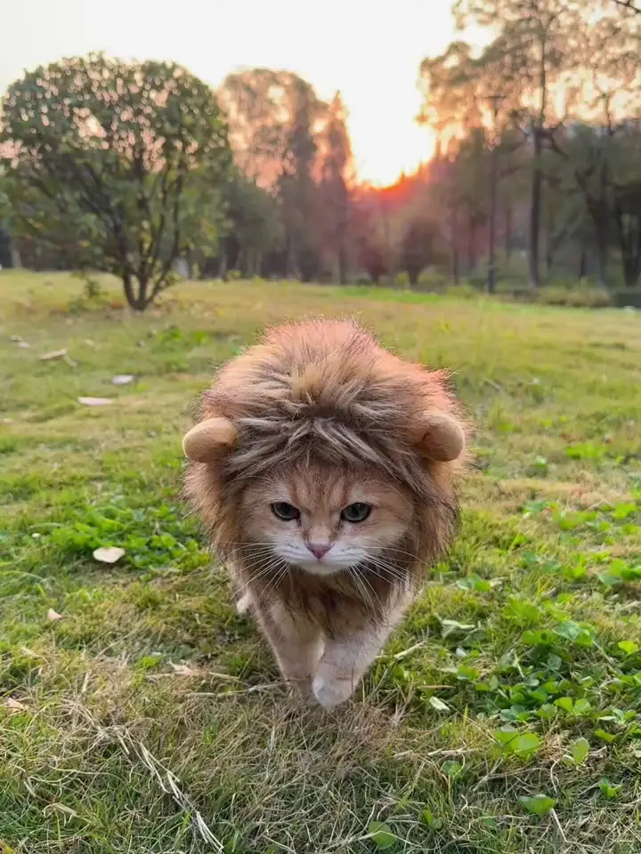 この猫はかわいいライオンの子のように生まれました