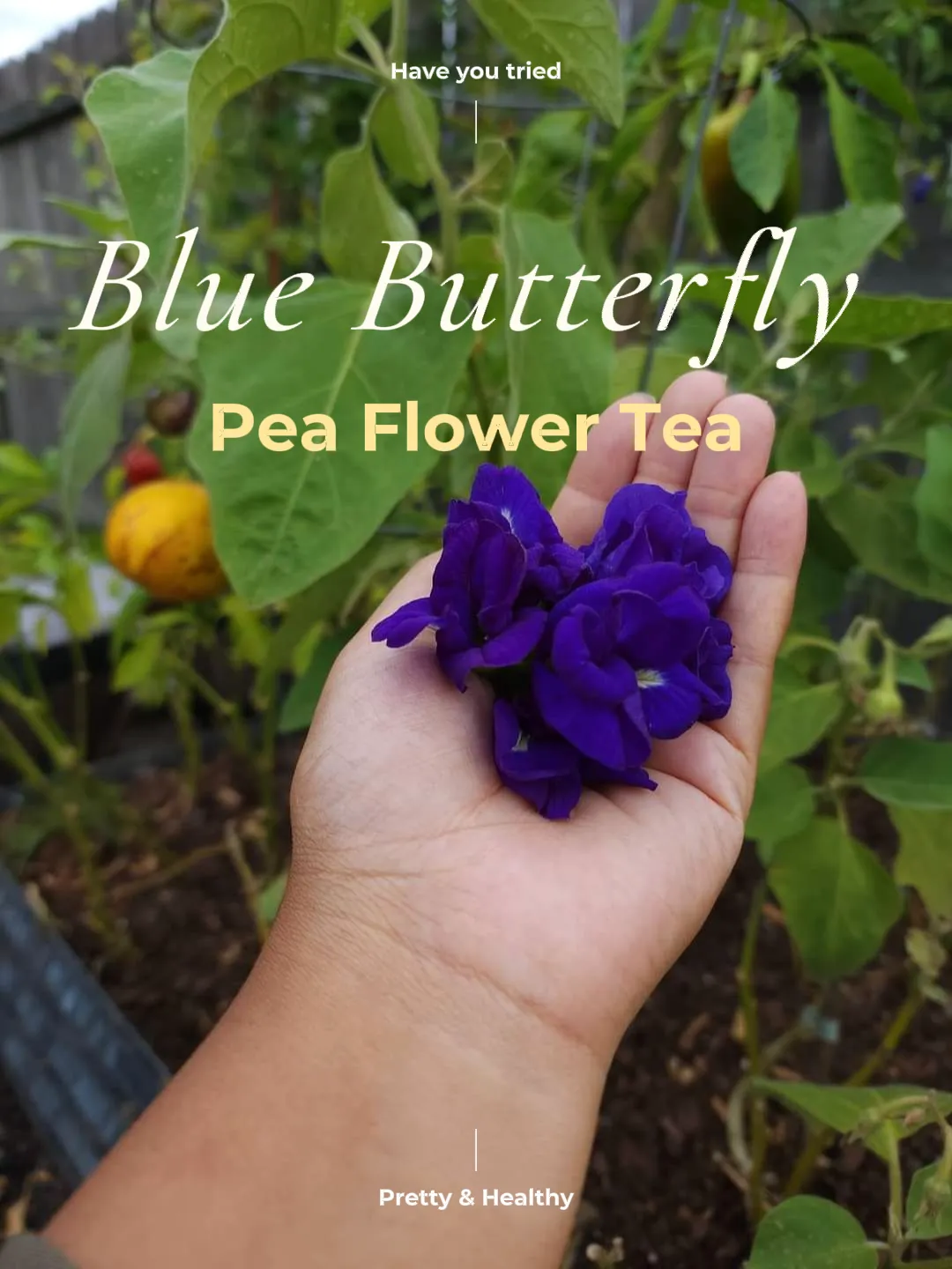 Make Naturally Bright Blue Butterfly Pea Flower Tea - Garden Therapy