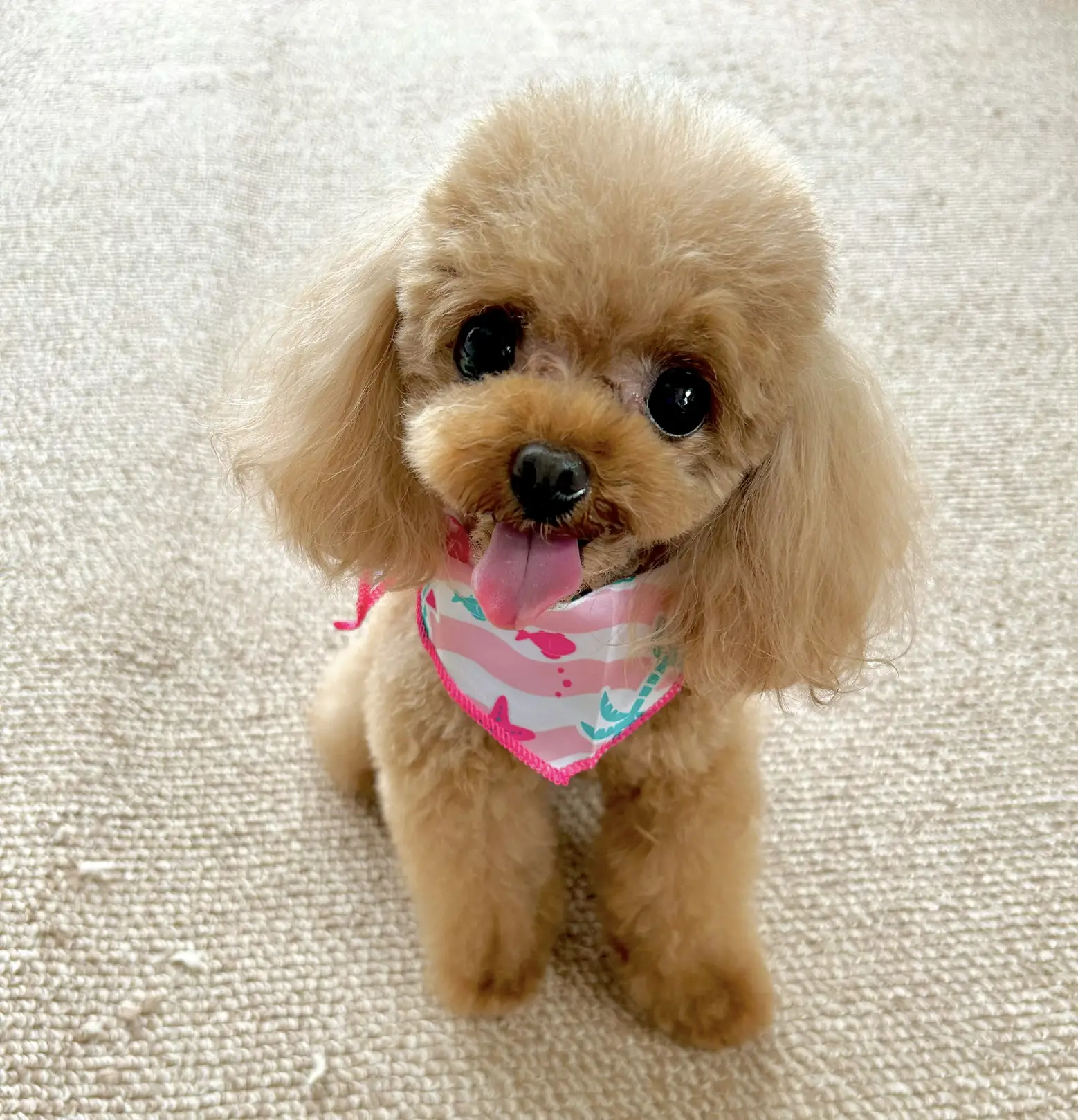 こいぬのまろん♡おもちゃ柄ぱんつA        