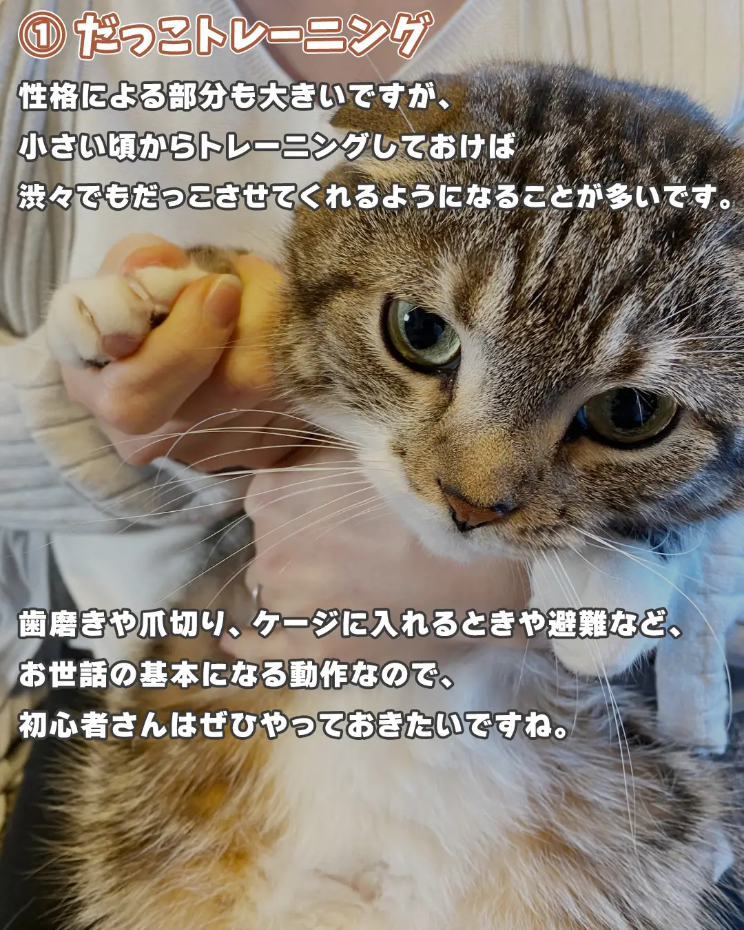 猫の居る暮らし - Lemon8検索