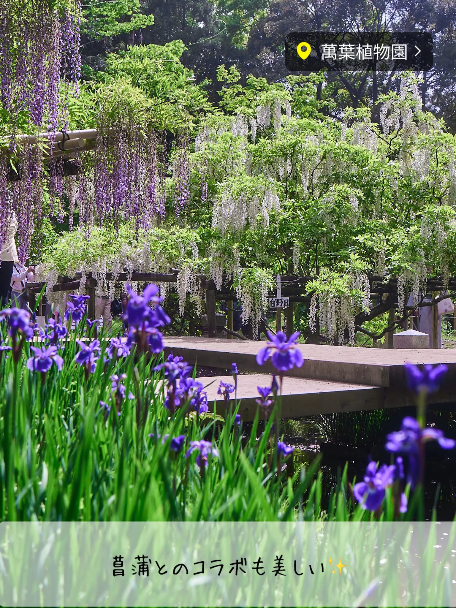 Wisteria Hana is also early this year!] Wisteria of Manyo Botanical Garden  (Nara) | Gallery posted by bird_癒しと幻想の絶景旅 | Lemon8