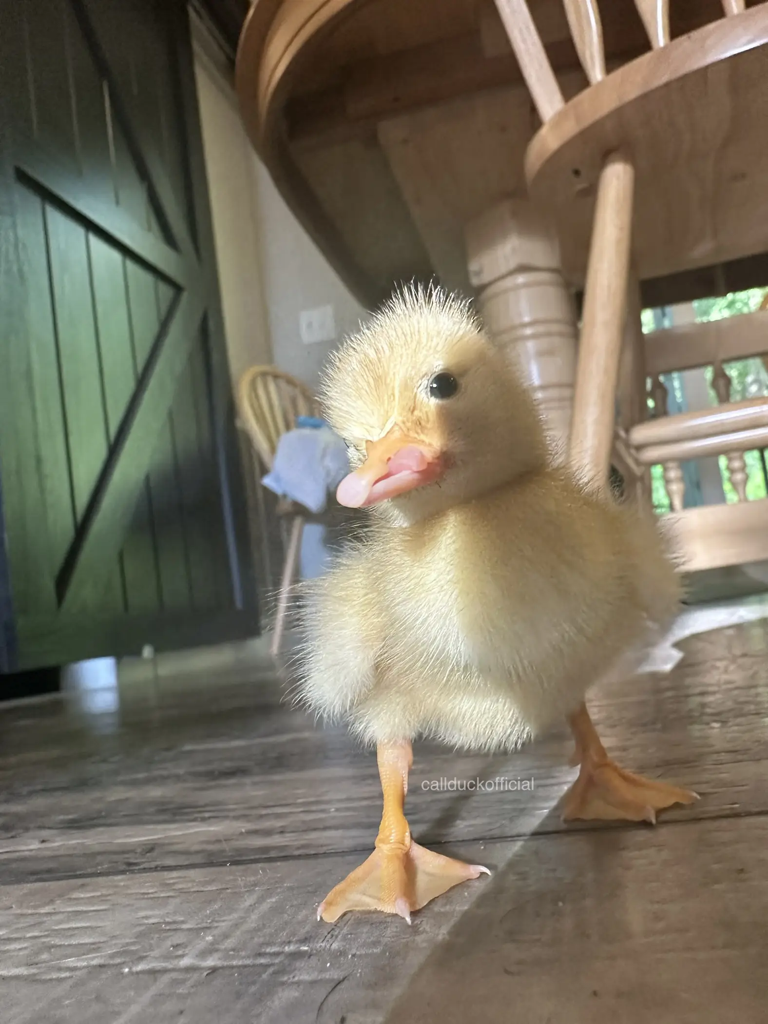 One of my ducklings has a deformed bill. | Gallery posted by MyPetCallDucks  | Lemon8