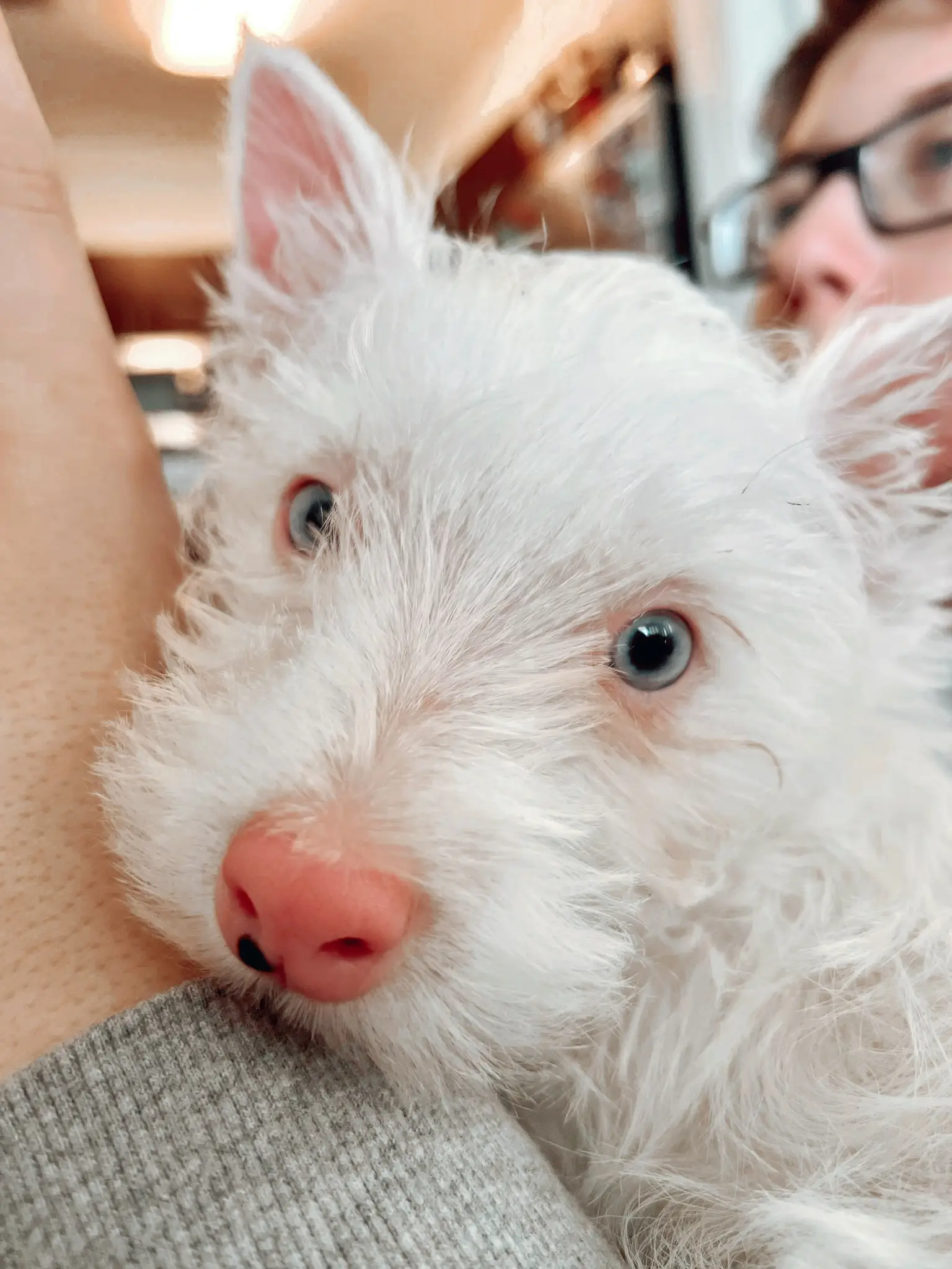 Albino westie 2024