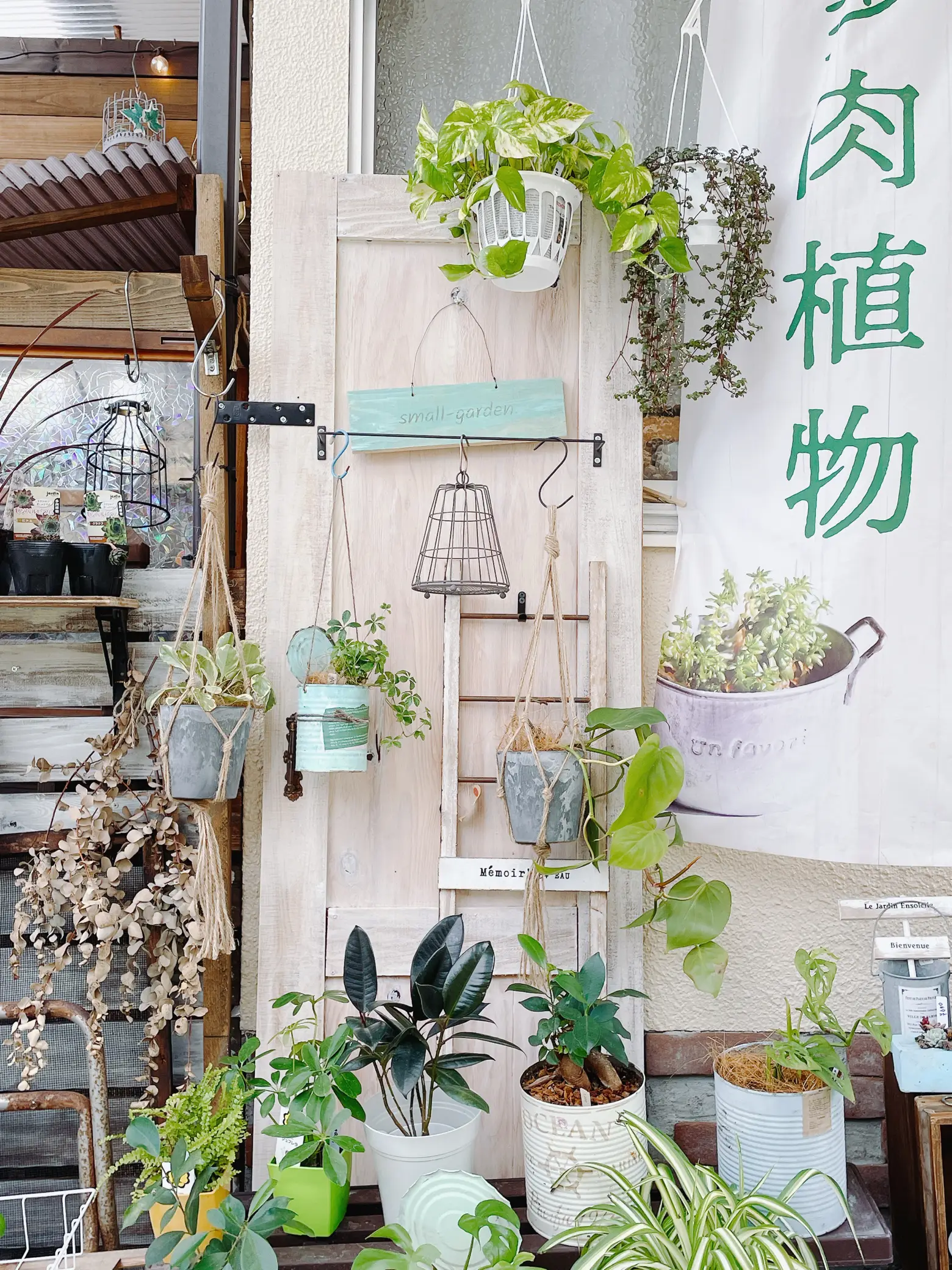 観葉植物・花・多肉植物の自宅SHOPを週3日しています☺︎ | small