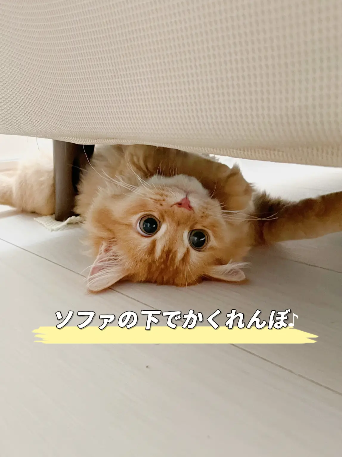 最高 ♫虎猫屋♫様 リクエスト 2点 まとめ商品 | saffi.com.br