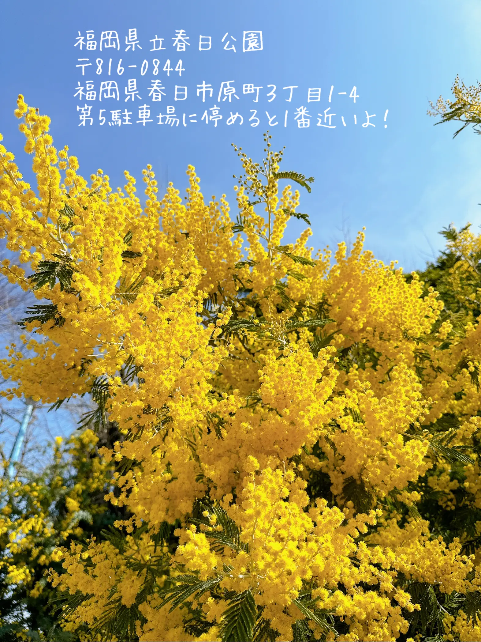 福岡 2023.3 ミモザ - Lemon8検索