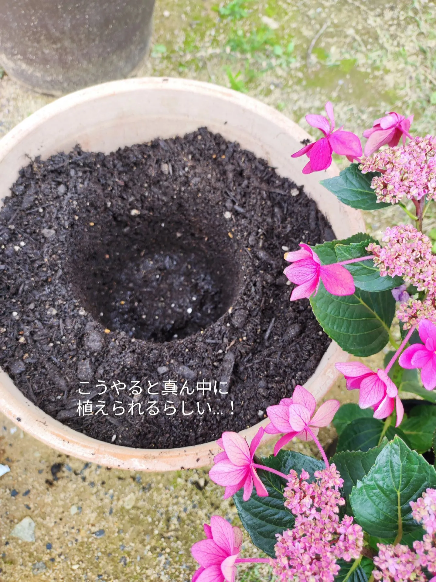 やべぇ…紫陽花、死んだと思ったわ…😇 | ふみ🏠暮らしのアレコレ✍が投稿したフォトブック | Lemon8