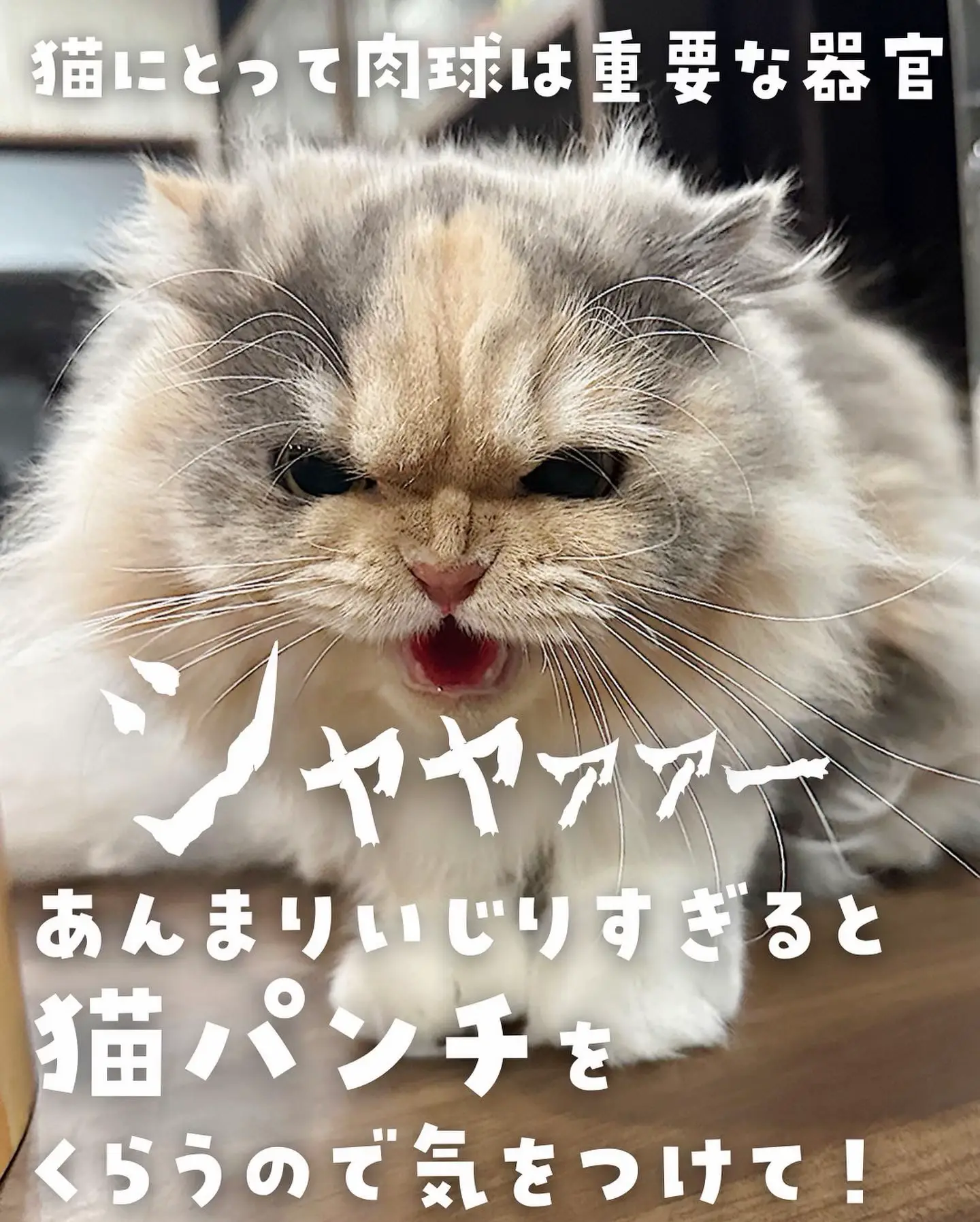 猫の肉球】秘密知ってた？ | ねこ大家が投稿したフォトブック | Lemon8