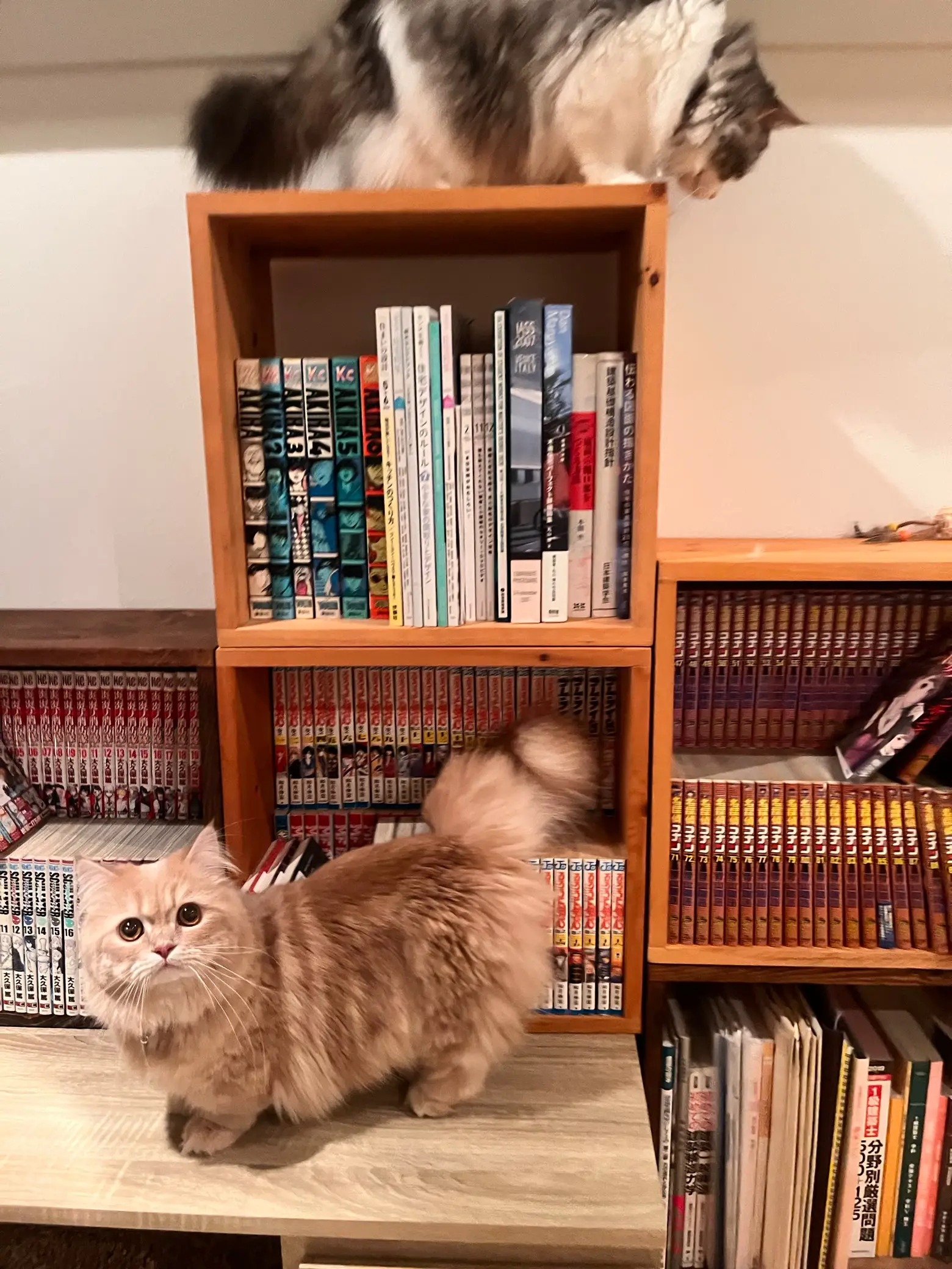 Cat bookcase cheap