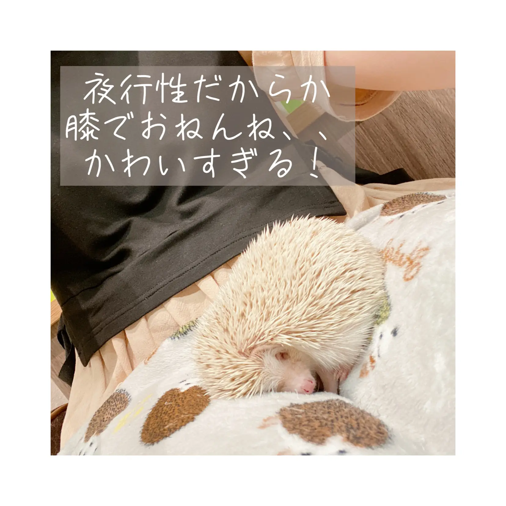 誰でも触れ合えるハリネズミカフェ🦔☕️ | きつねさん🦊おすすめ雑貨✨prが投稿したフォトブック | Lemon8