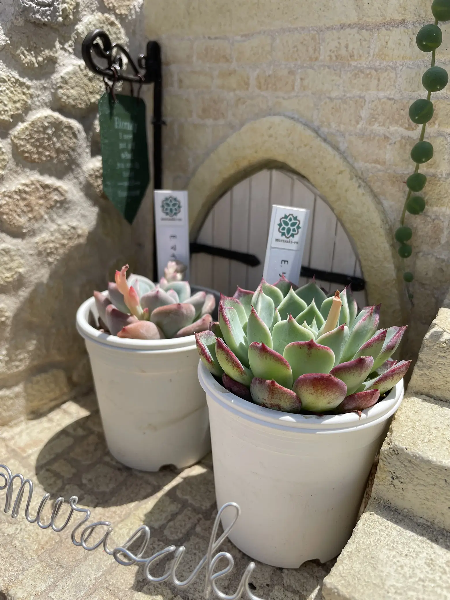 多肉植物　韓国苗　スターマーク　大きめ　抜き苗 スターマーク❤️韓国苗（抜き苗 大き目 エケベリア 多肉植物