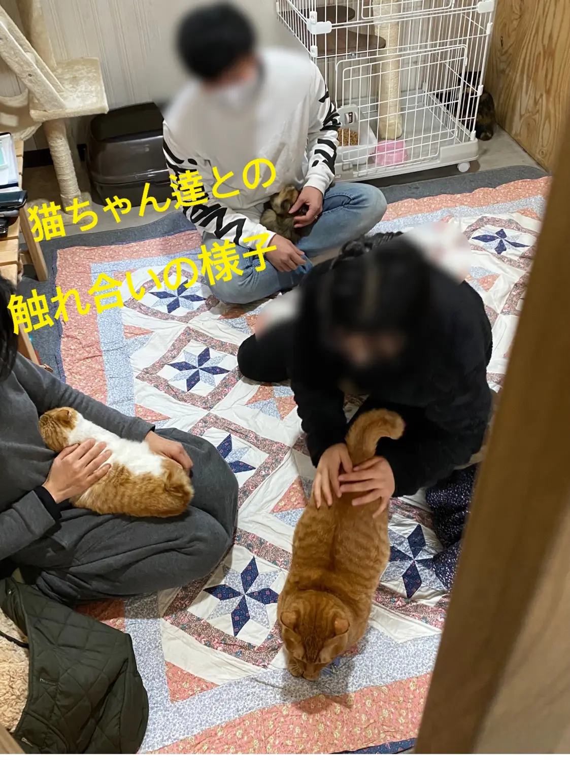 毎月第三日曜【譲渡会】開催😸😸 | 猫の道草が投稿したフォトブック