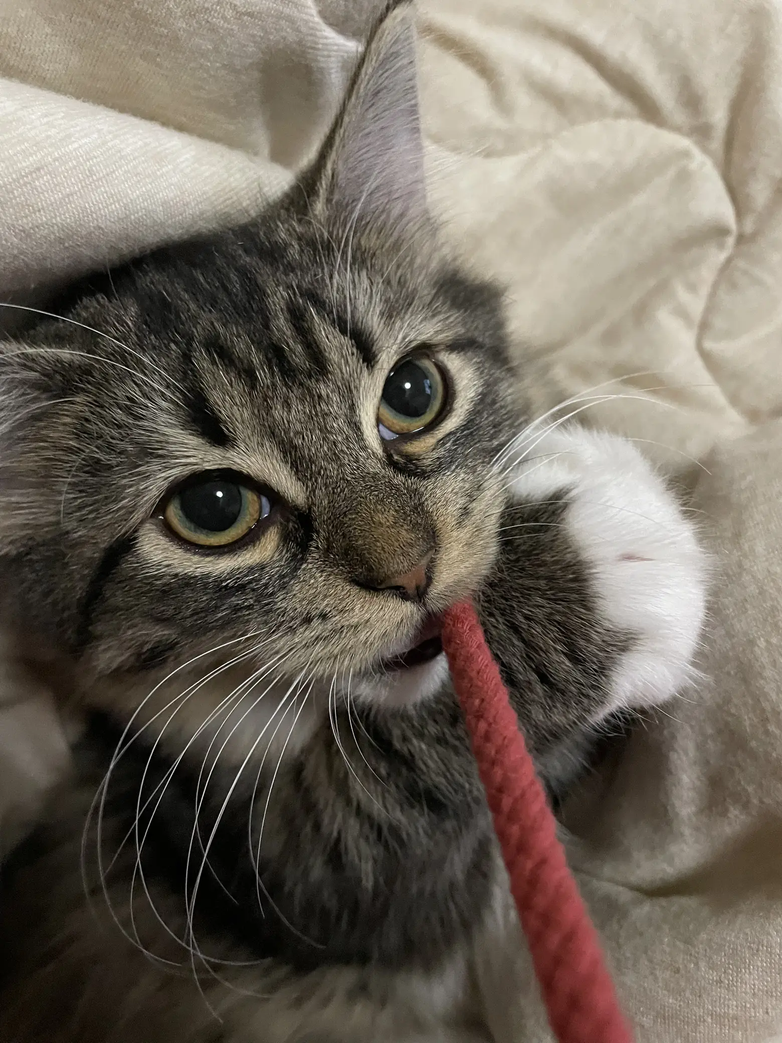 Play with hoodie string🐱 | Gallery posted by OHAGI&MONAKA | Lemon8