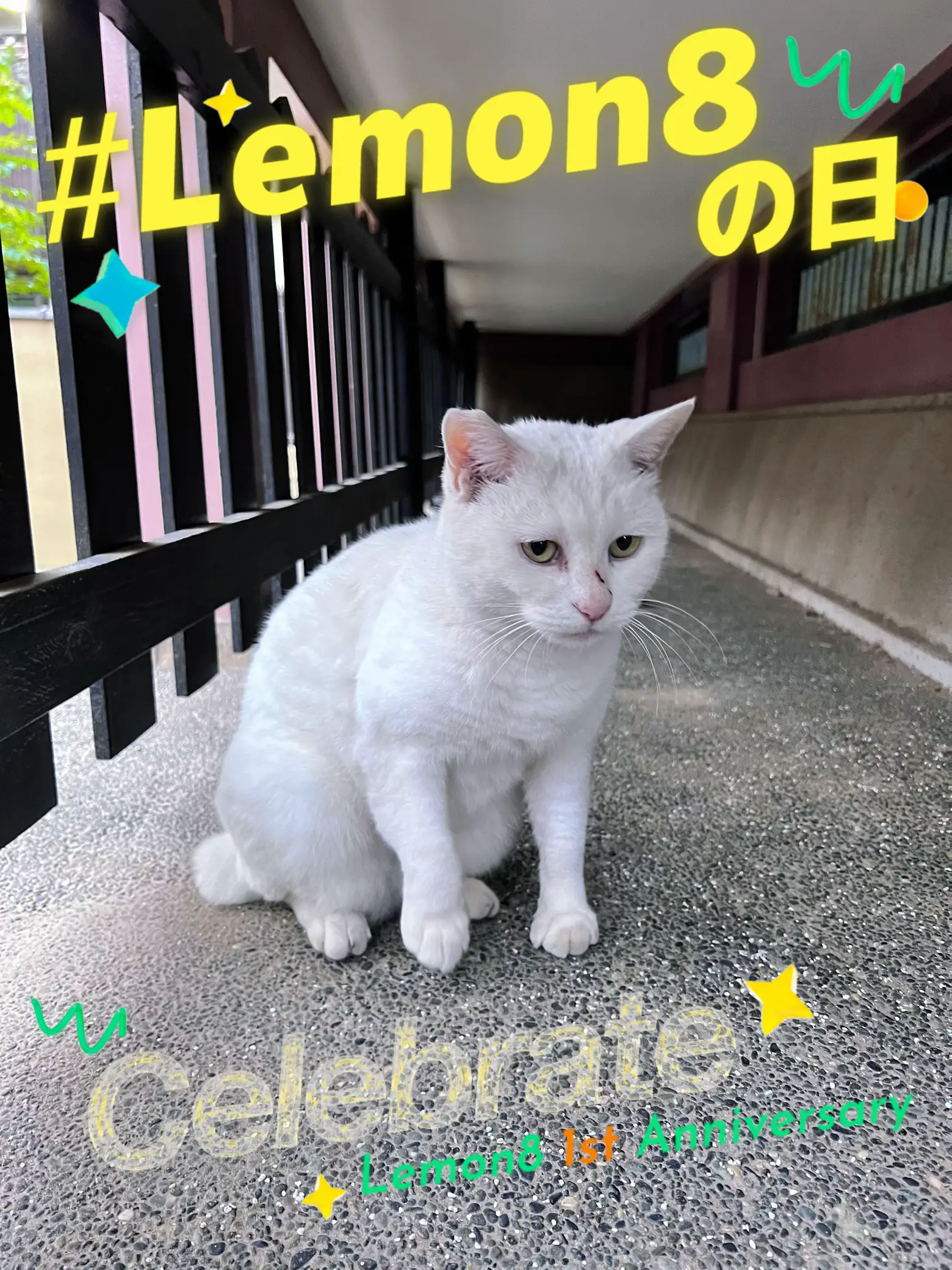 ✼東京✼ まねきねこ発祥の地🐱今戸神社⛩ | chim🫧‪コスパ旅が投稿したフォトブック | Lemon8‬