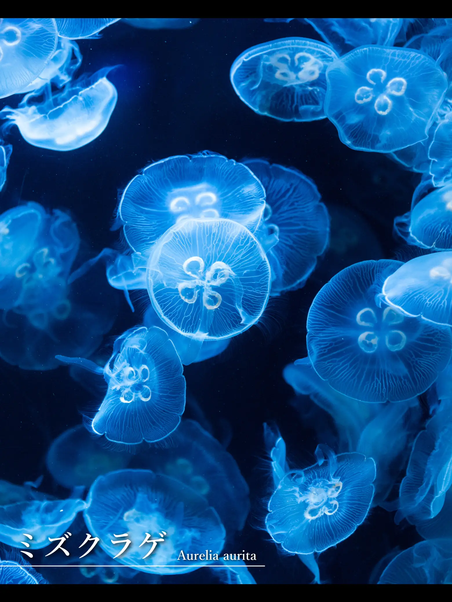 くらげチャーム 加茂水族館 雨空を泳ぐクラゲの傘 チャーム - 小物 