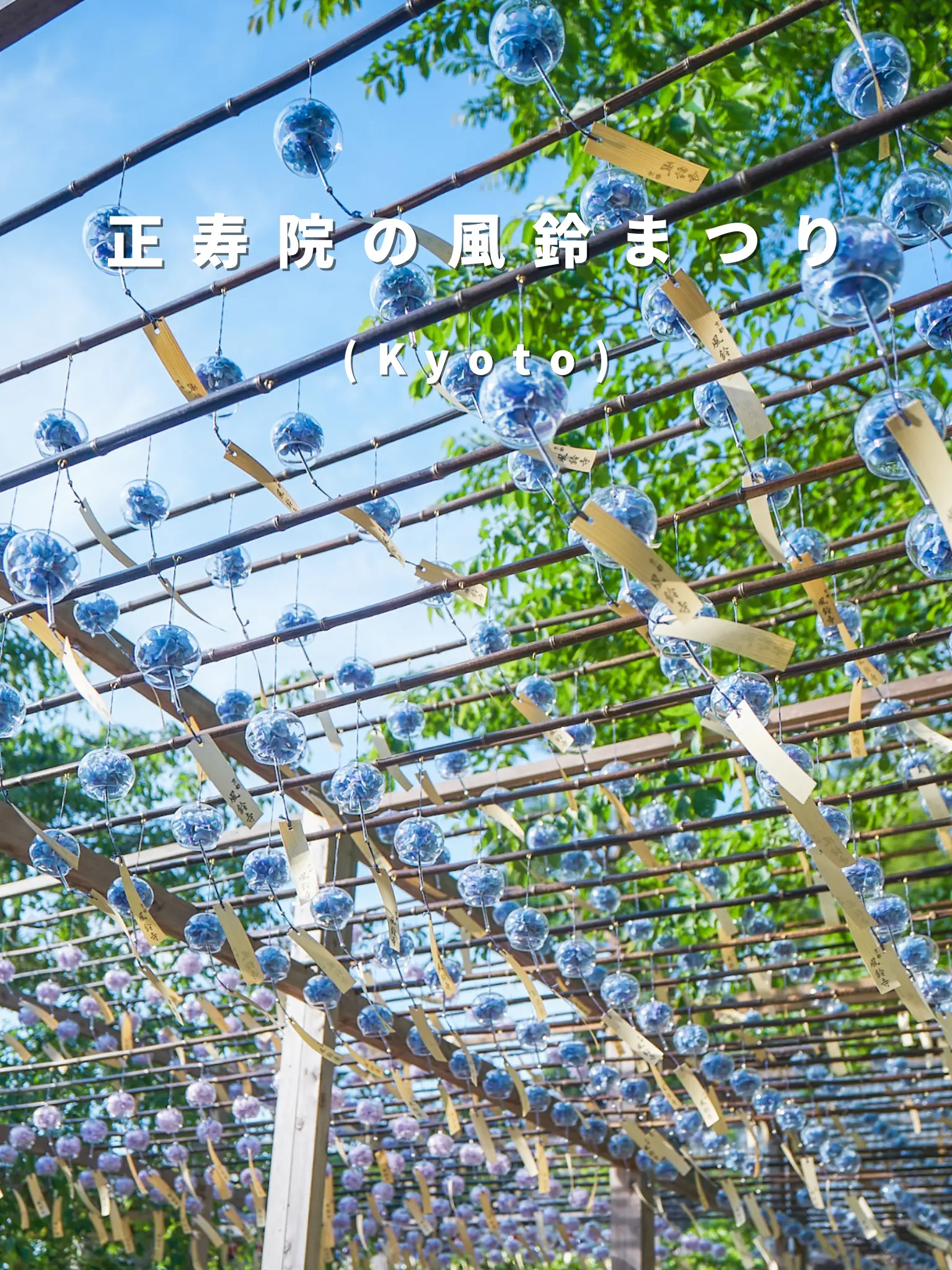 期間限定】正寿院の風鈴まつり（京都） | bird_癒しと幻想の絶景旅が