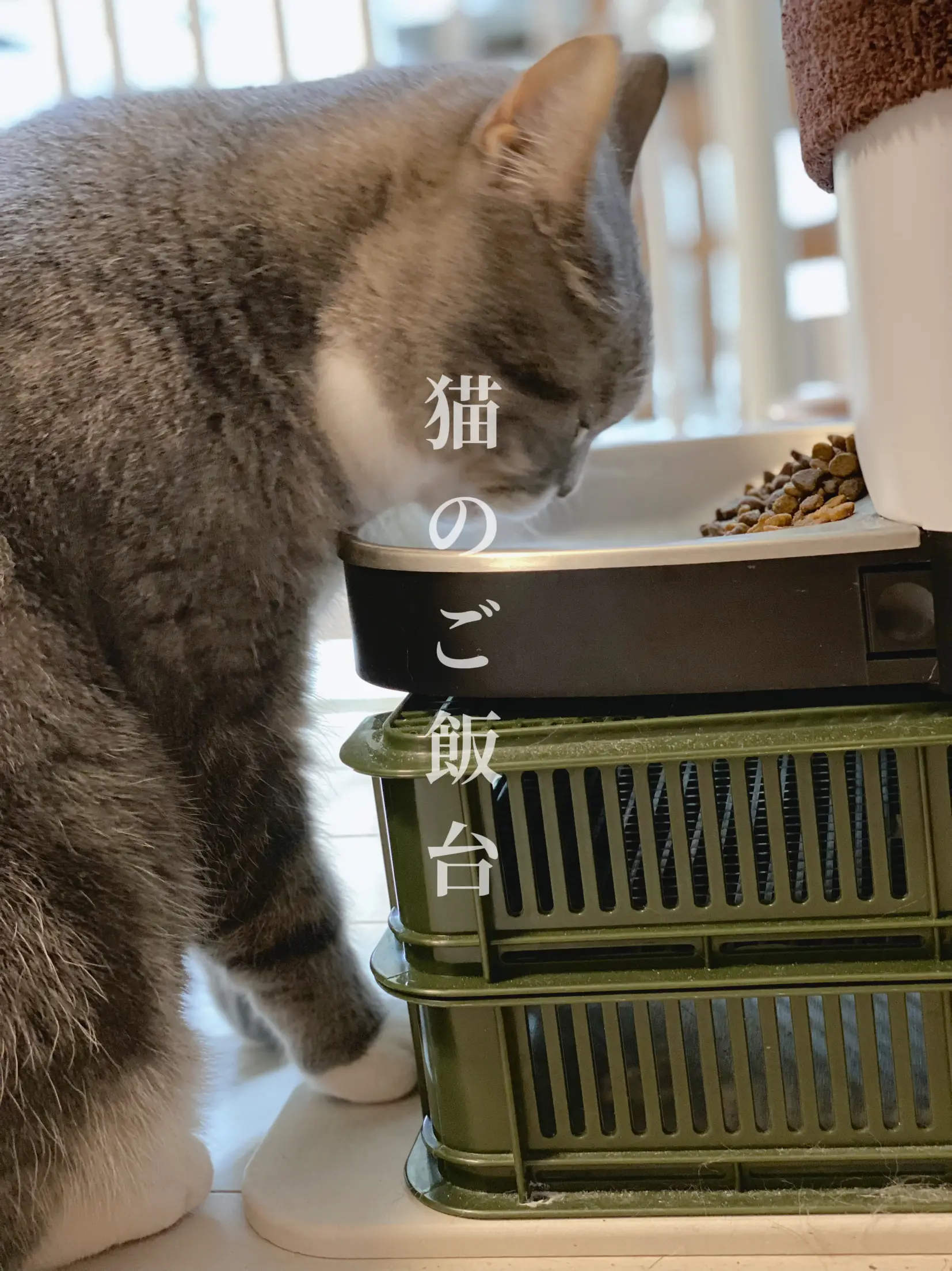 猫のご飯台は高さが大切 | Gallery posted by Merilu@Pandemo | Lemon8