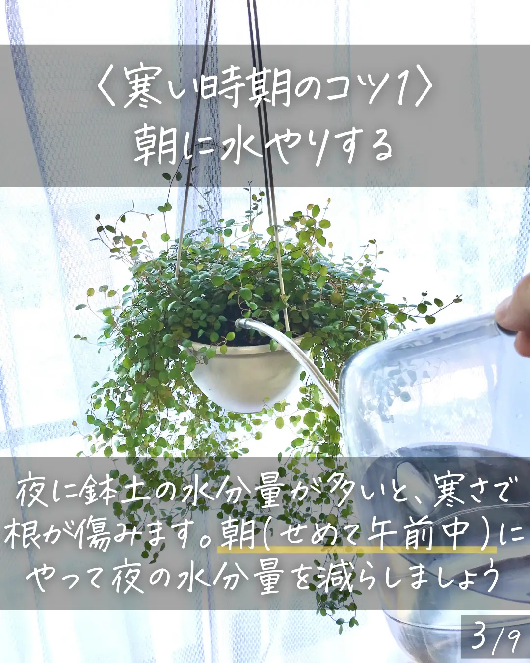 発根管理中の株とエトセトラ。欲しいものがあればコメントください。 怖い