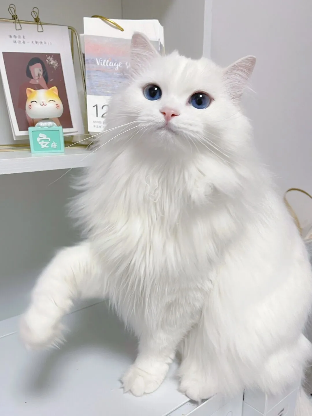 なぜ人は子猫を飼ってはいけないのでしょうか？😍 | 桃子（ももこ）が