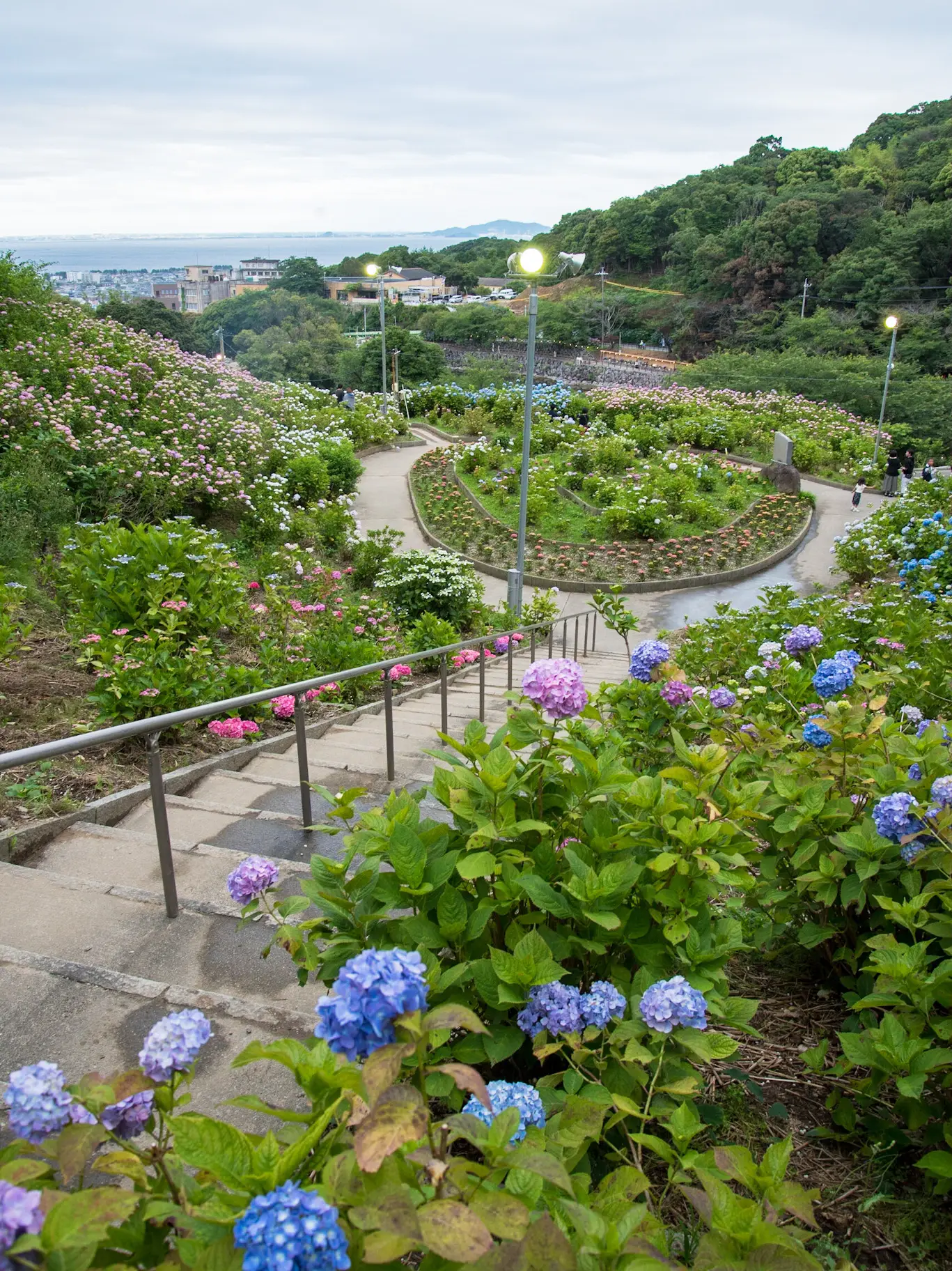 紫陽花 関西 トップ ペット