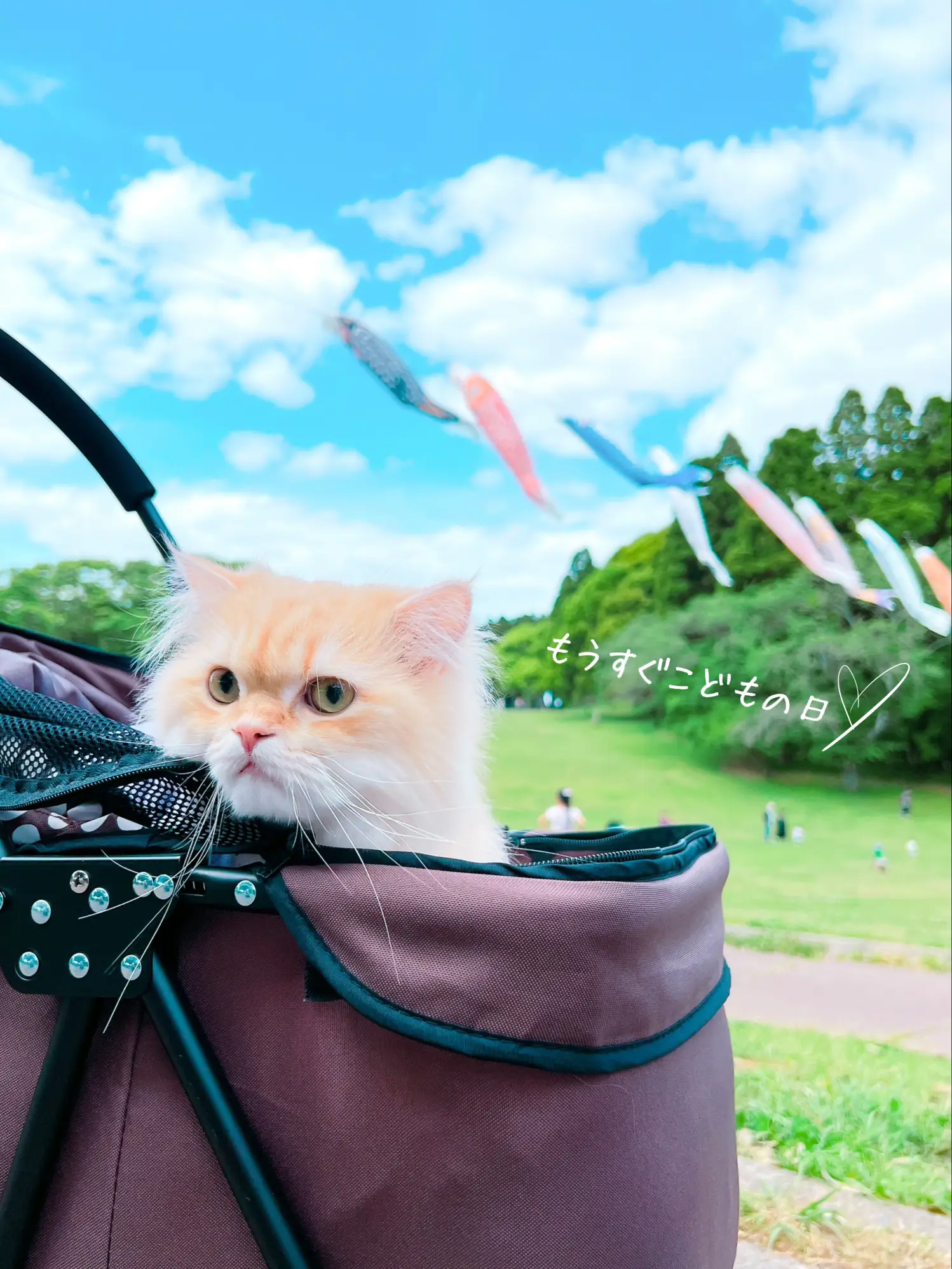 短毛(ブルー①)ジューンブライドシュシュ、わんちゃん猫ちゃん用 短毛シュシュ(ブルー)わんちゃん猫ちゃん用 短毛(ブルー①)ジューン