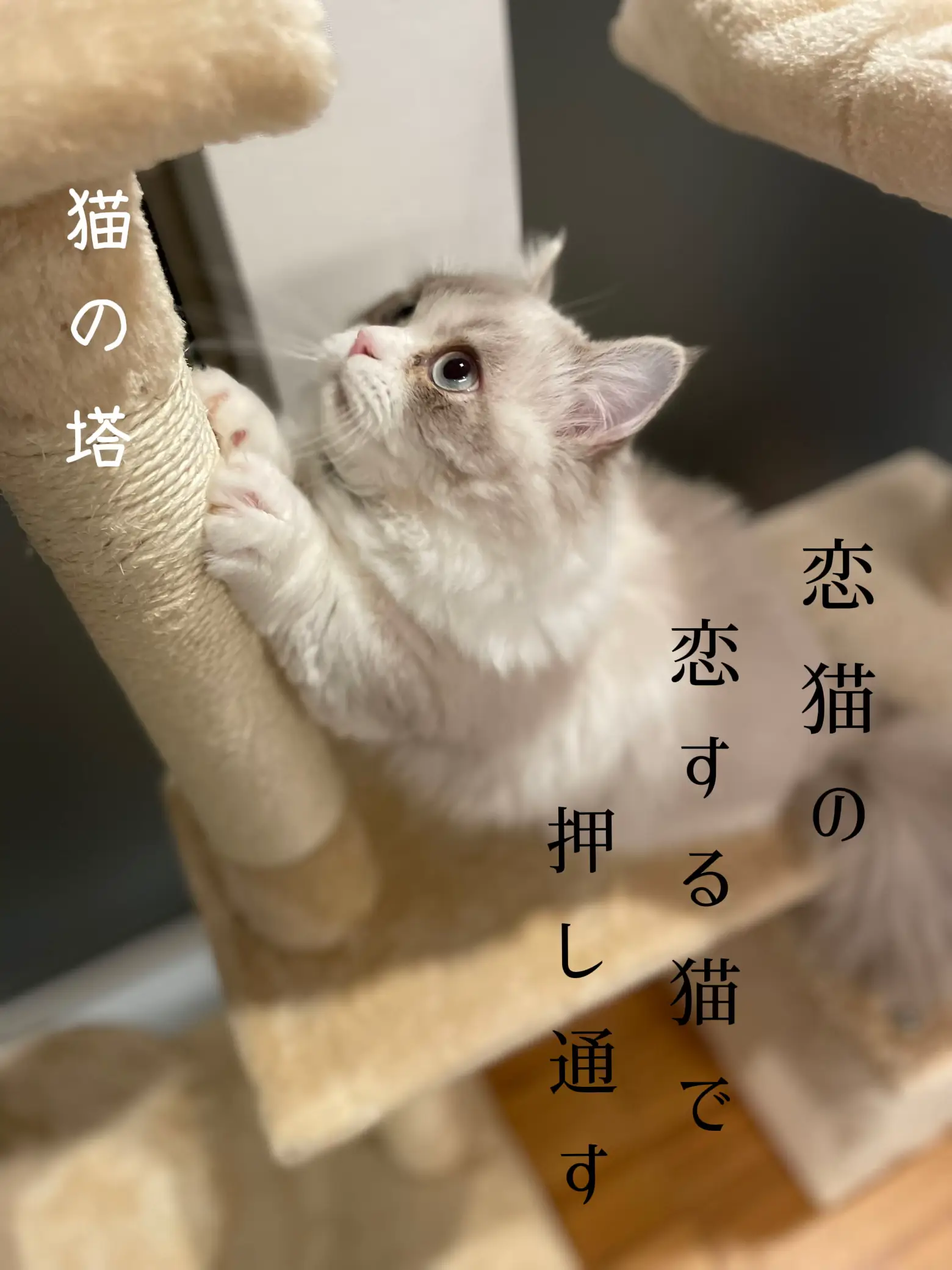 恋猫 キャットタワーを購入してみた。 | ♫♩oNPu♩♫が投稿したフォトブック | Lemon8