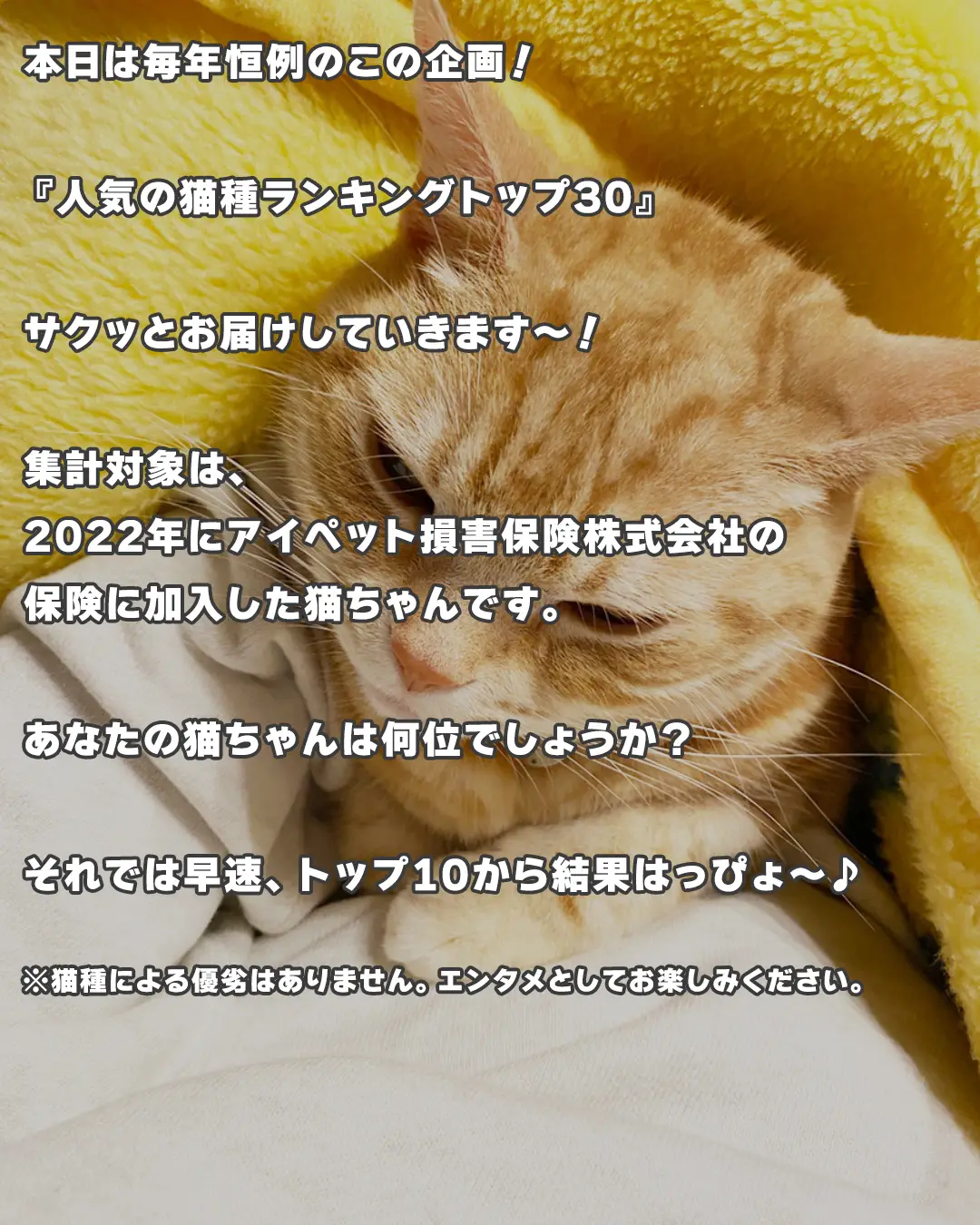 アレルギー出にくい猫種 - Lemon8検索