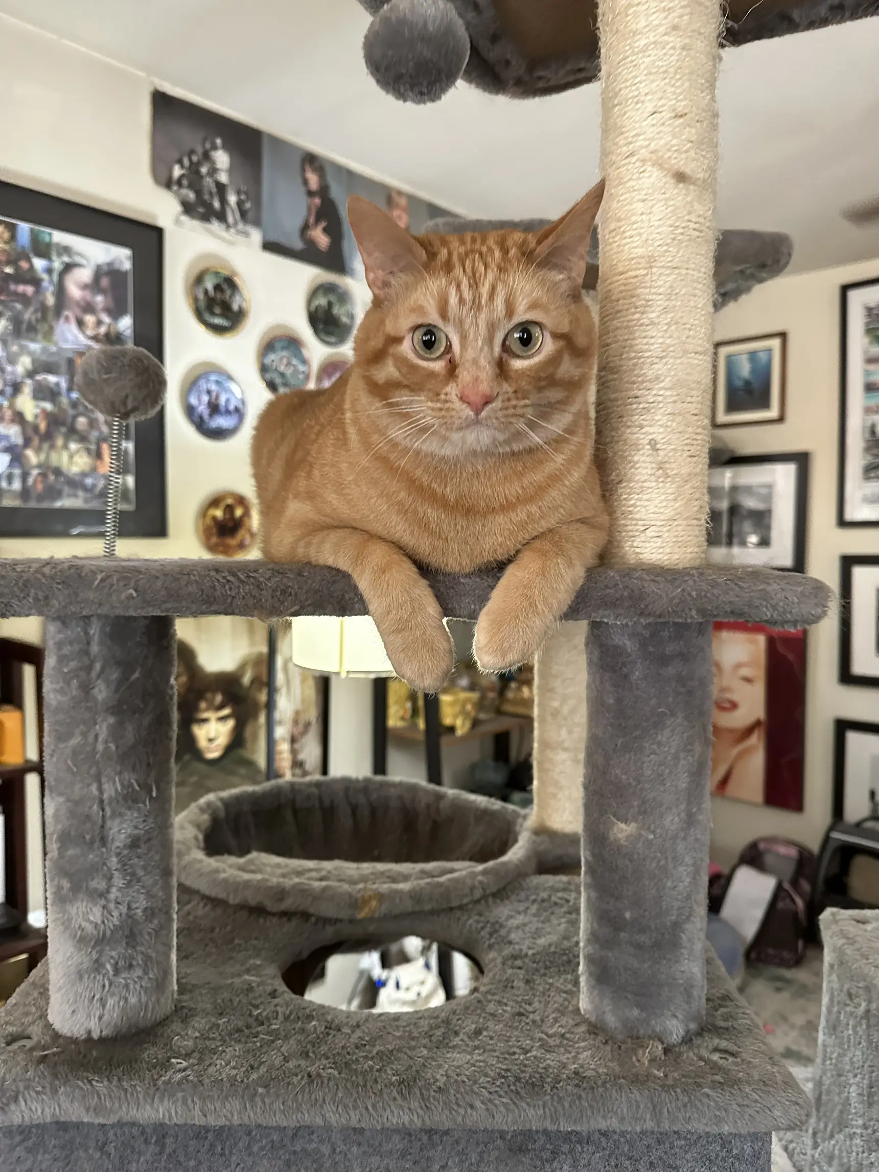 Calcifer the orange cat 🐈 | Gallery posted by catladytails | Lemon8