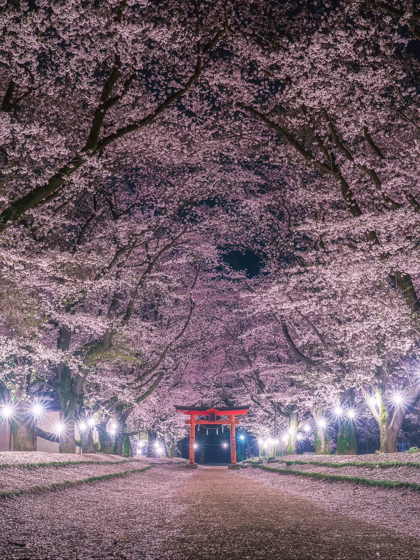 2024年の桜スポット関東 3月のアイデア20選