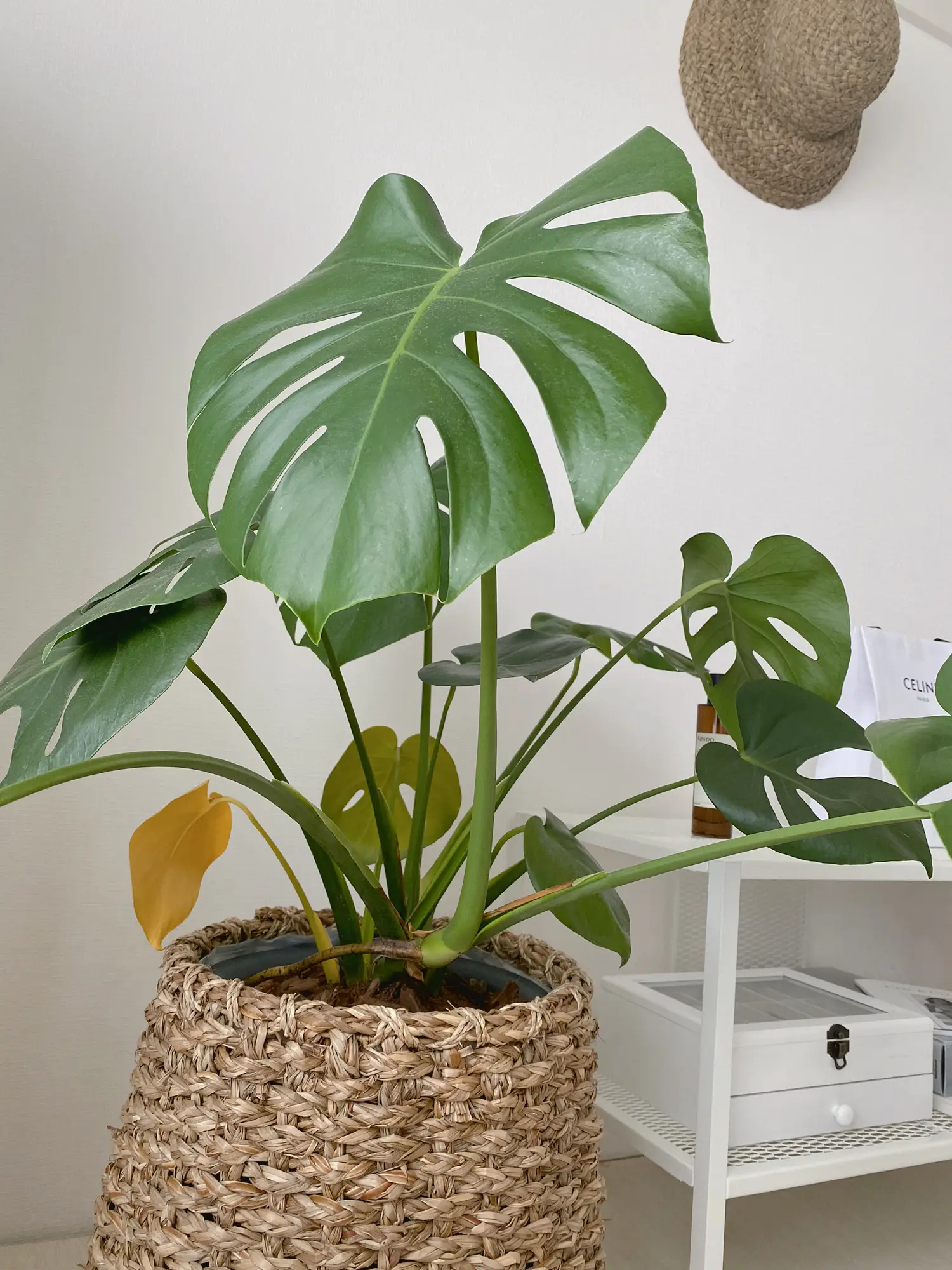 ワタル モンステラ50 斑入 ホワイトスノー デリシオーサ 葉付き発根済