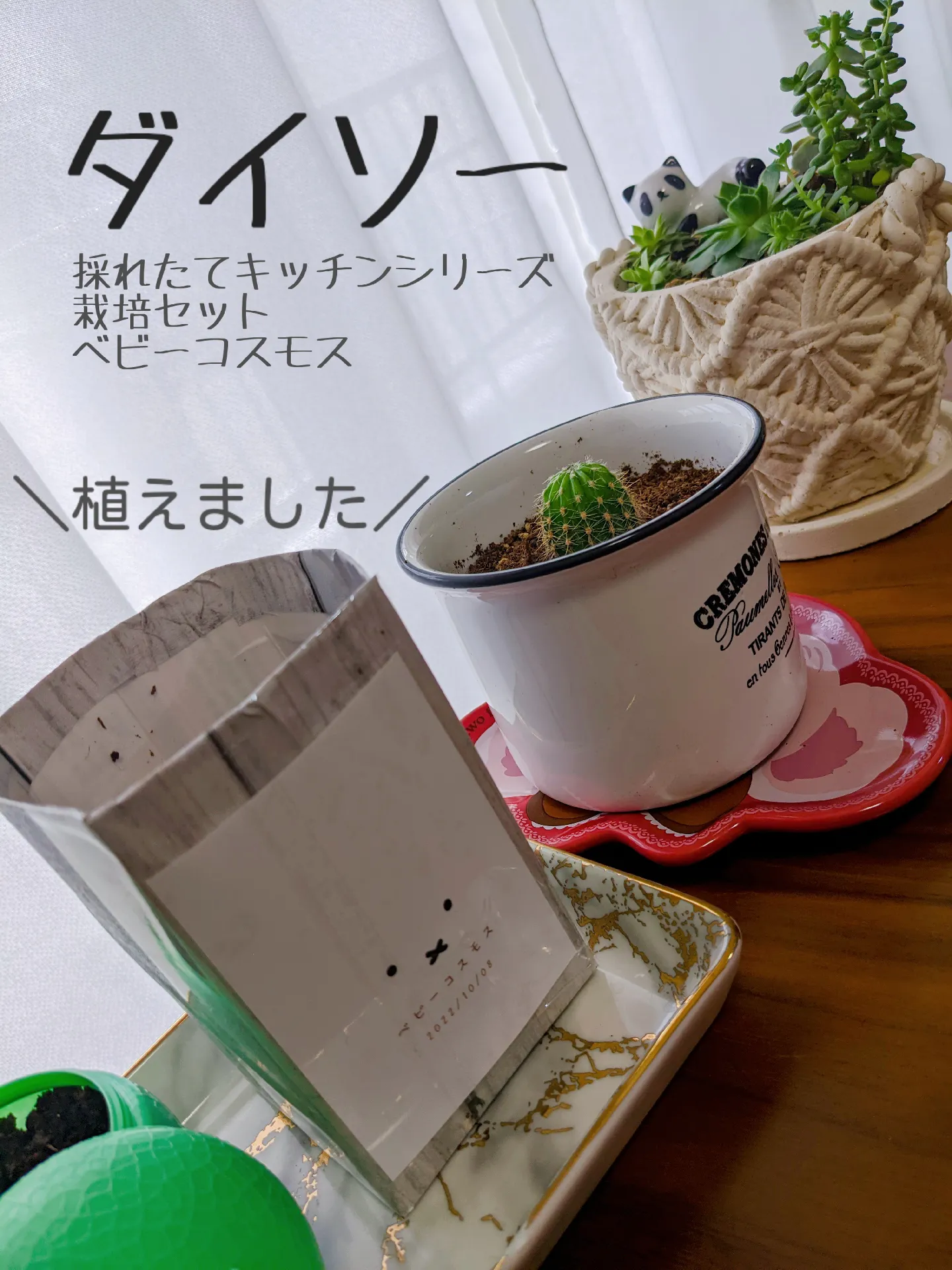 赤レタス、移動しやすい、10cmプラ鉢 ☆ 2枚目 「赤レタス白ポット」 赤レタス、移動しやすい、10cmプラ鉢 ☆ 2枚目 「赤レタス白ポット」