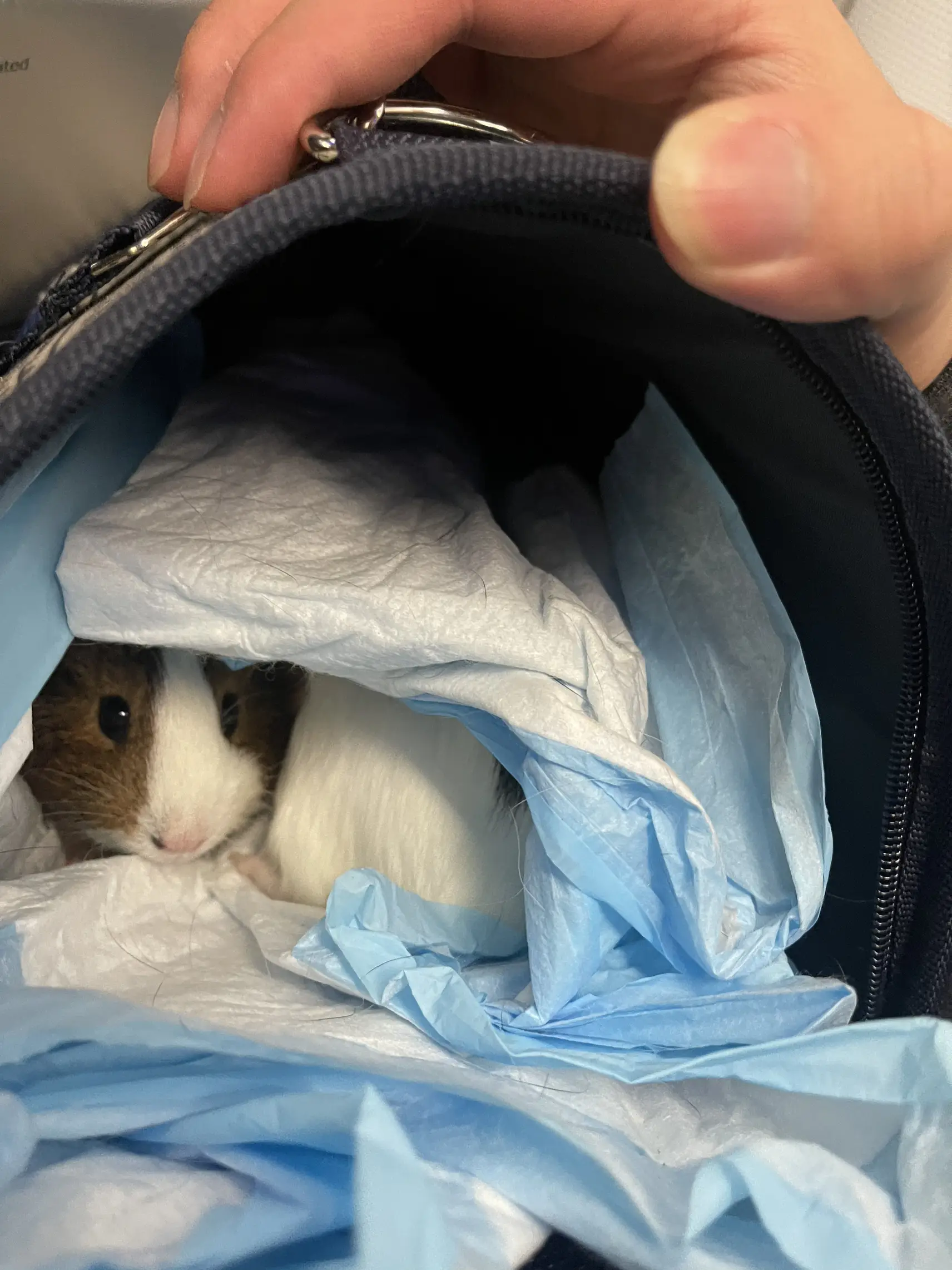 Frontier airlines 2025 guinea pigs