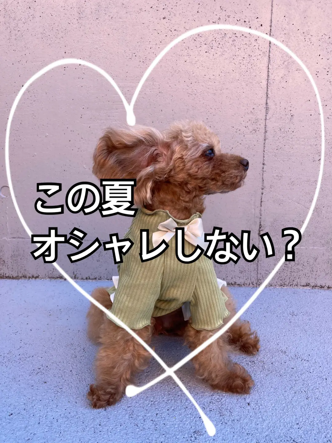 この夏をオシャレにする犬服🐶 | ジャングルペット/犬服専門店が投稿したフォトブック | Lemon8