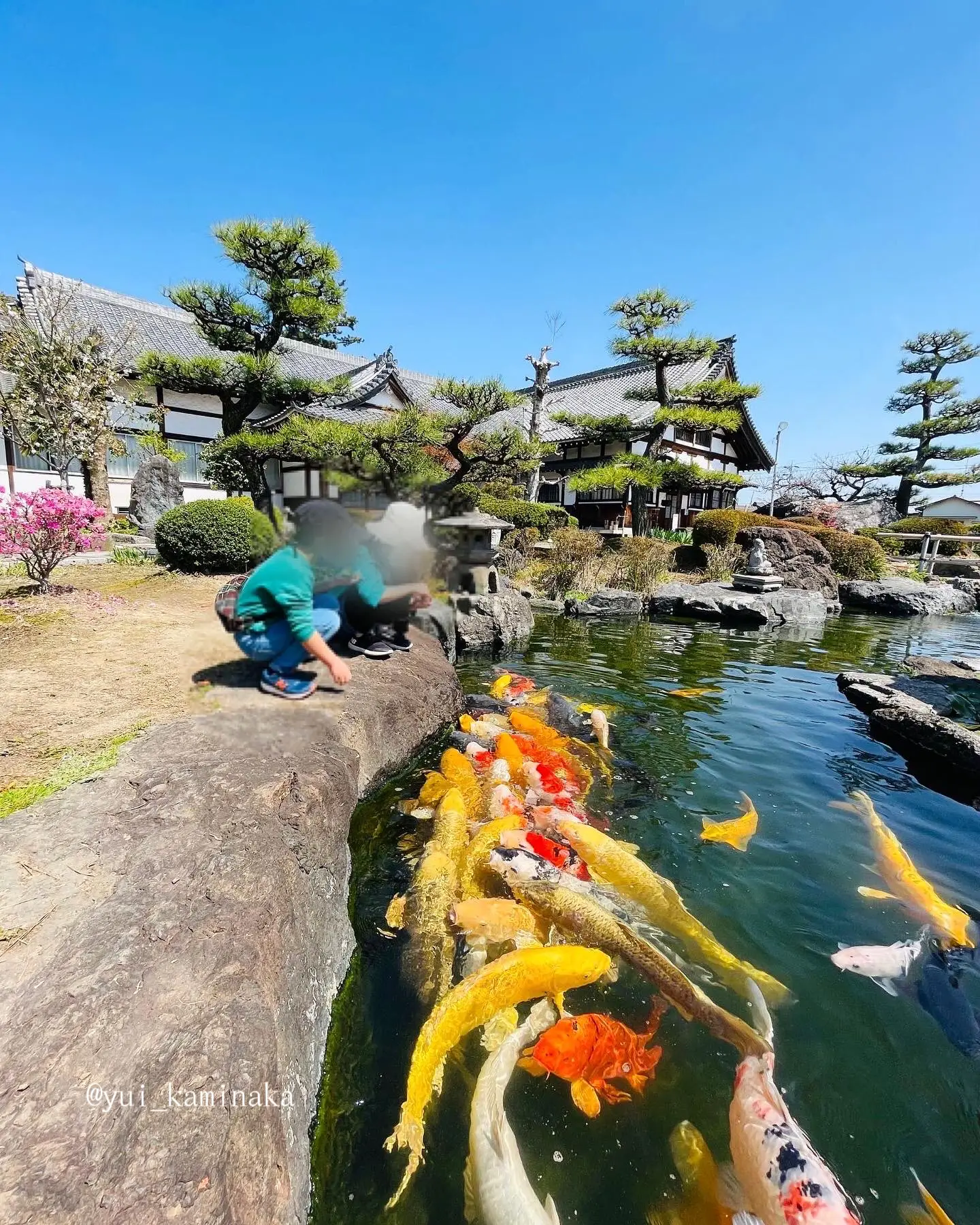 愛知】桜と錦鯉の撮影で人気のスポット『正眼寺』 | ゆい✈︎子連れでお出かけレポが投稿したフォトブック | Lemon8