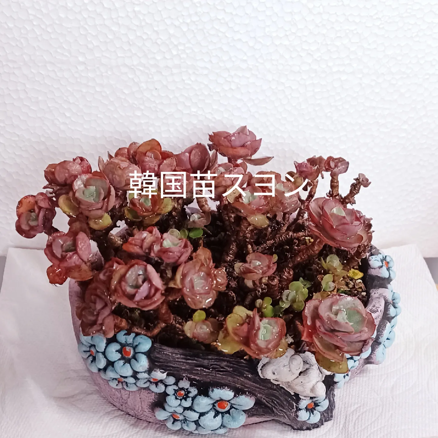 韓国苗 多肉植物 スヨン錦&スヨン | teija1020が投稿したフォトブック 