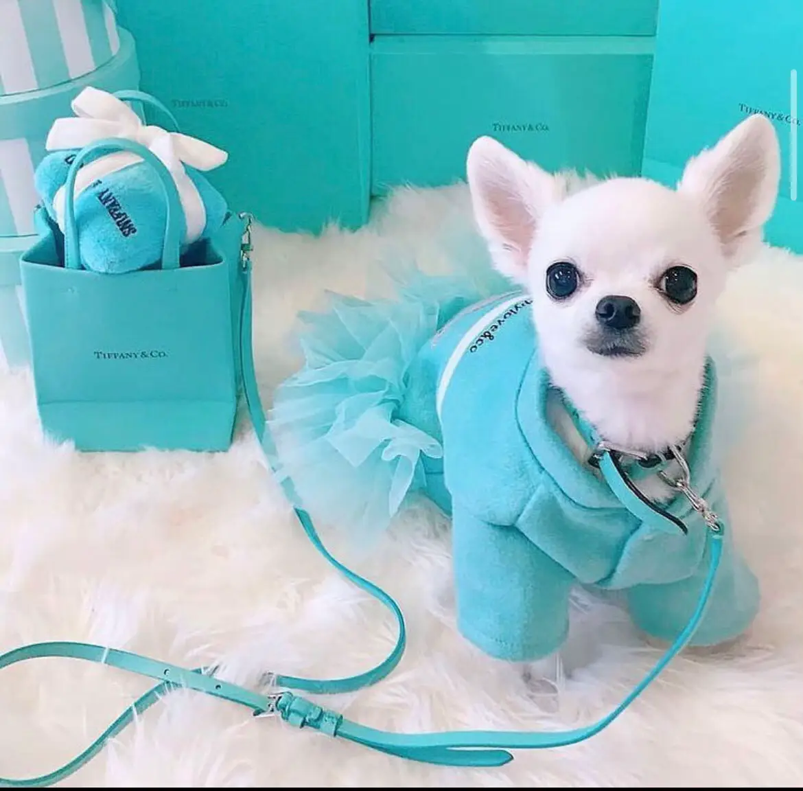 PAT THE DOG リード ハーネス 2点セット ティファニーブルー 犬