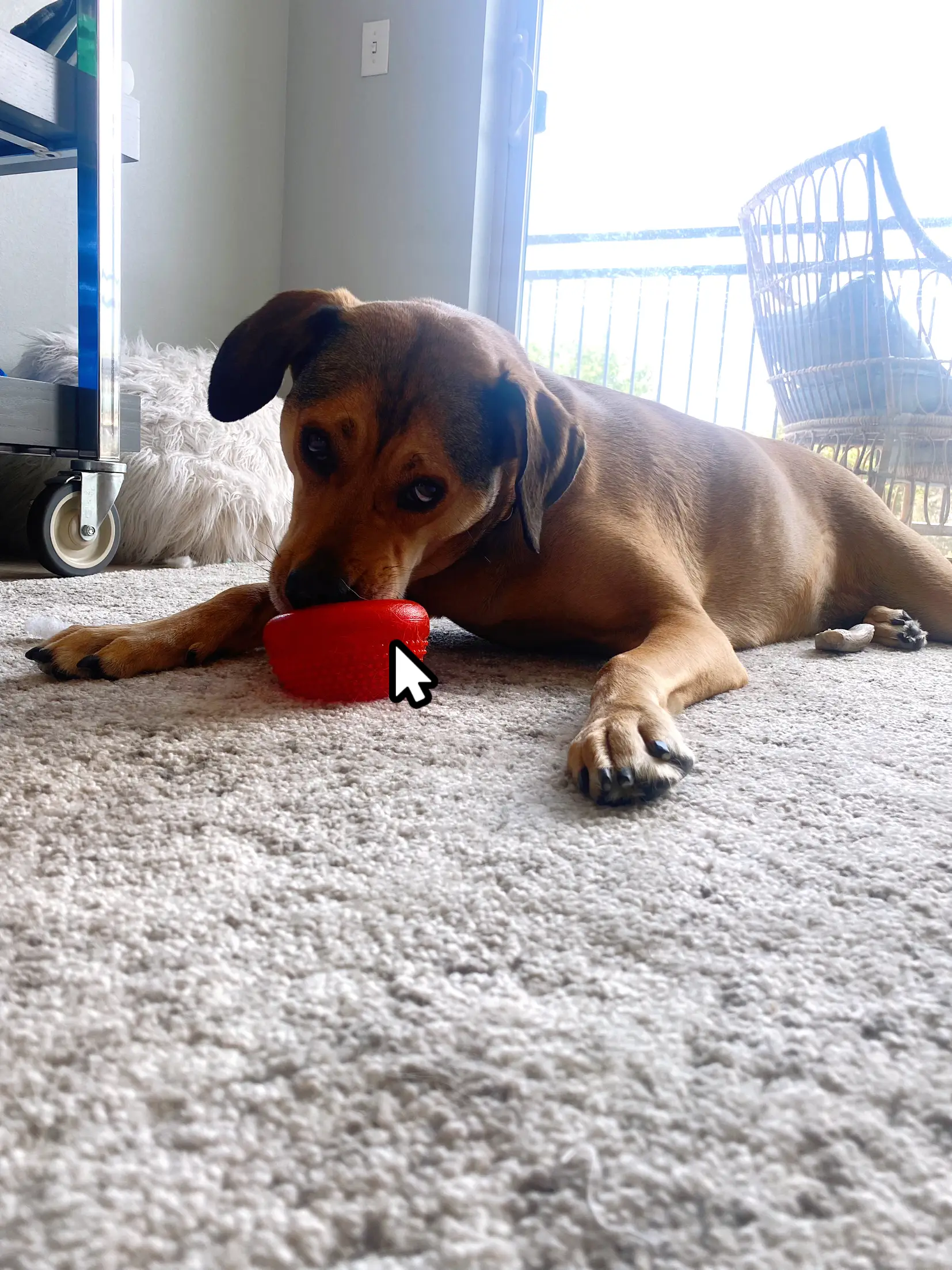 Dog toy that on sale sticks to the floor