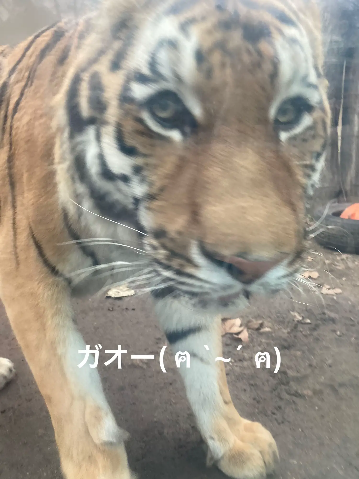 トラさんꉂꉂ🐯👏.☆.｡.:*・°.*ꉂꉂ🐯👏 .☆.｡.:*・°.*ꉂꉂ