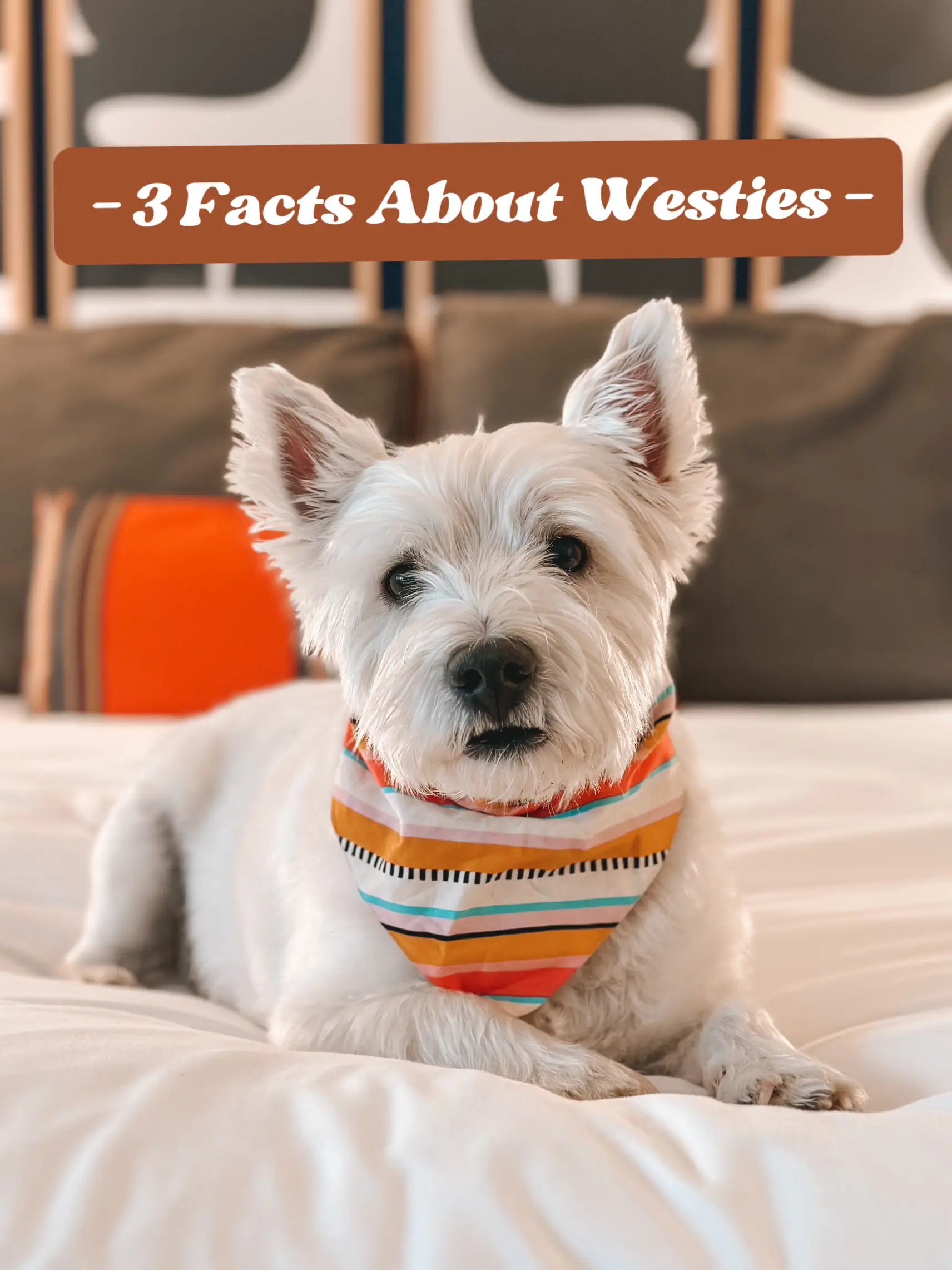 Best food for outlet westies with skin problems