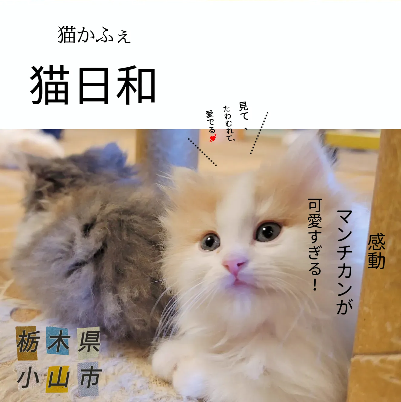 ΦωΦ)おチビちゃん(ΦωΦ)夢夢ちゃんッ♥にゃんこ♥猫❤️エキゾチック 