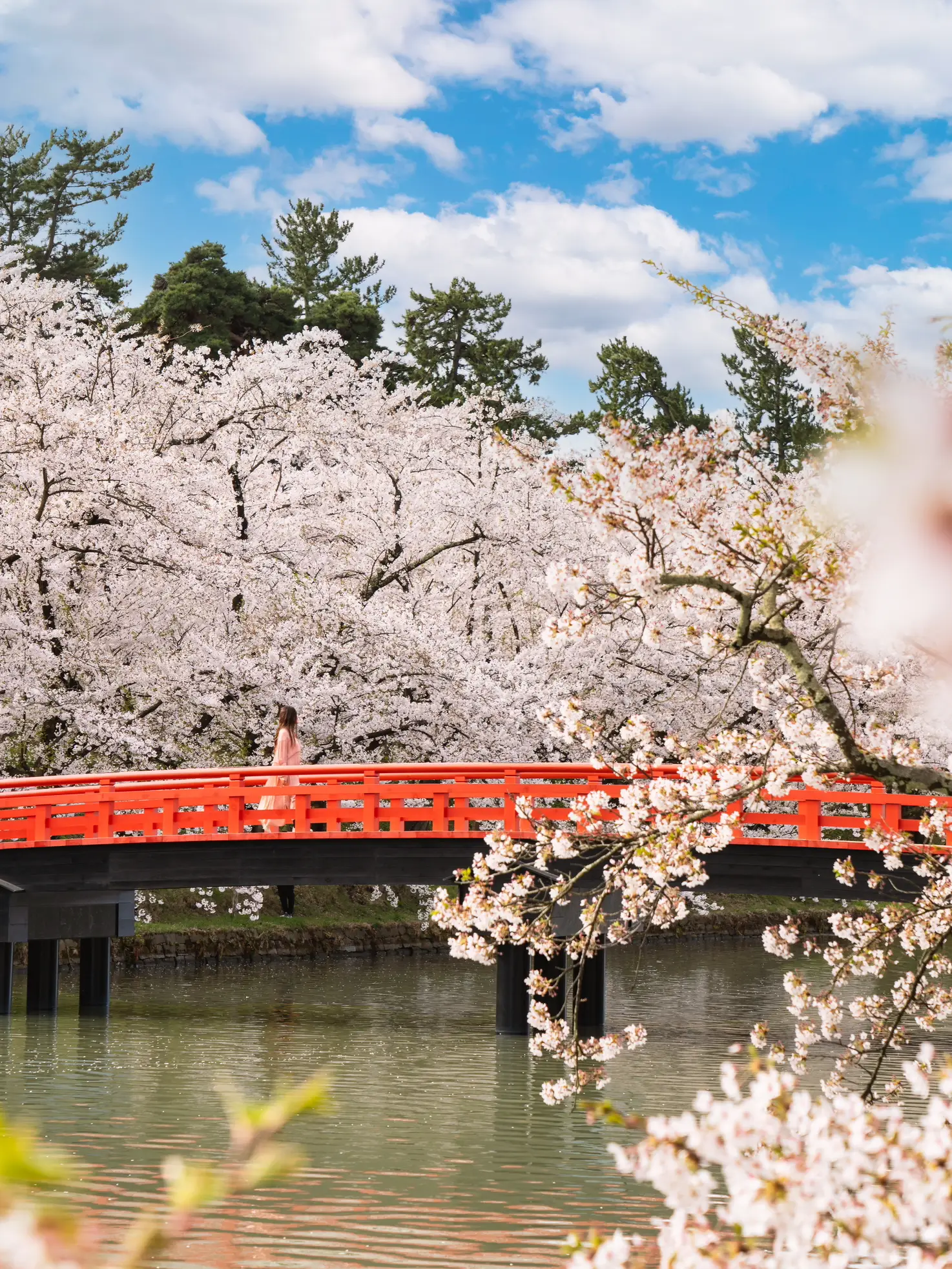 青森県】世界に誇る桜の名所！弘前公園 | Kyoko1903が投稿したフォト