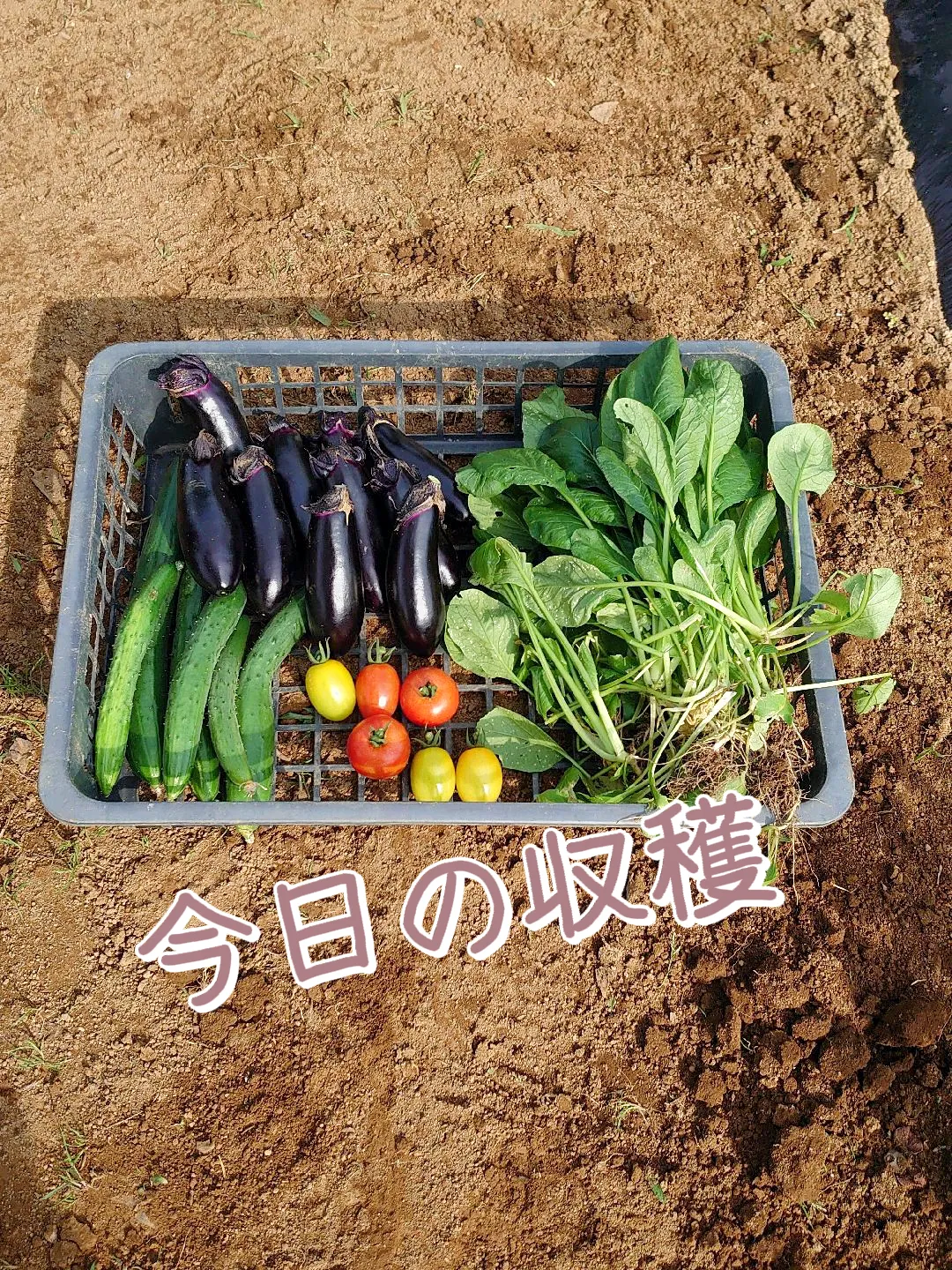 ✨ミニトマト収穫✨ | 週一家庭菜園 Yasuが投稿したフォトブック | Lemon8