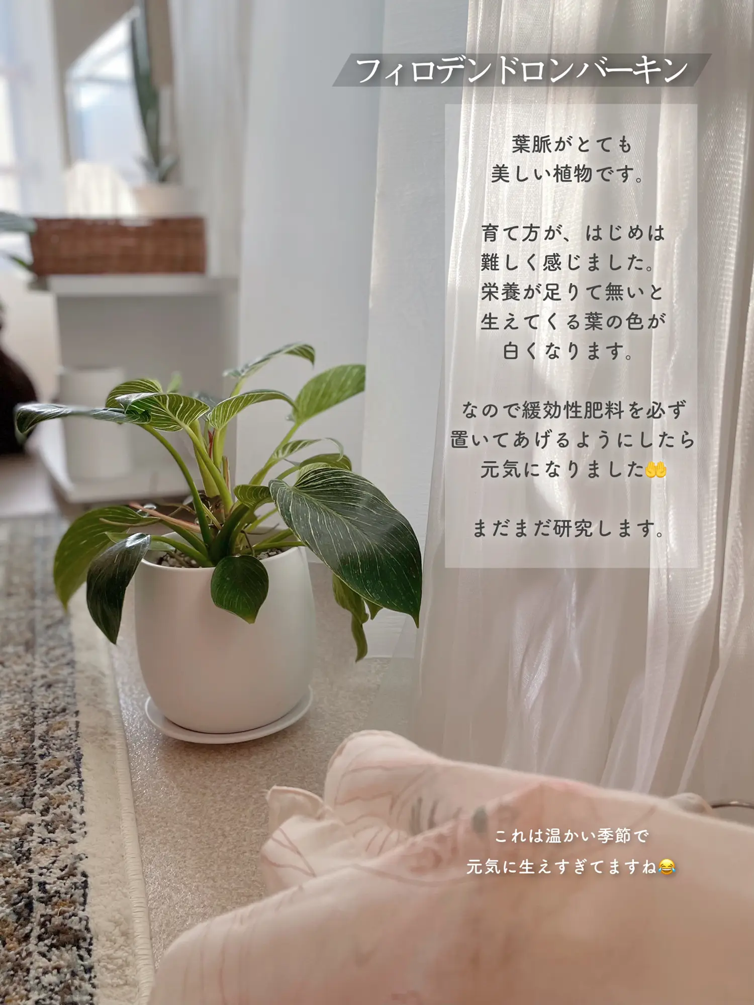 まだまだ観葉植物勉強中。我が家の植物たち🌱 | suna- インテリア ...