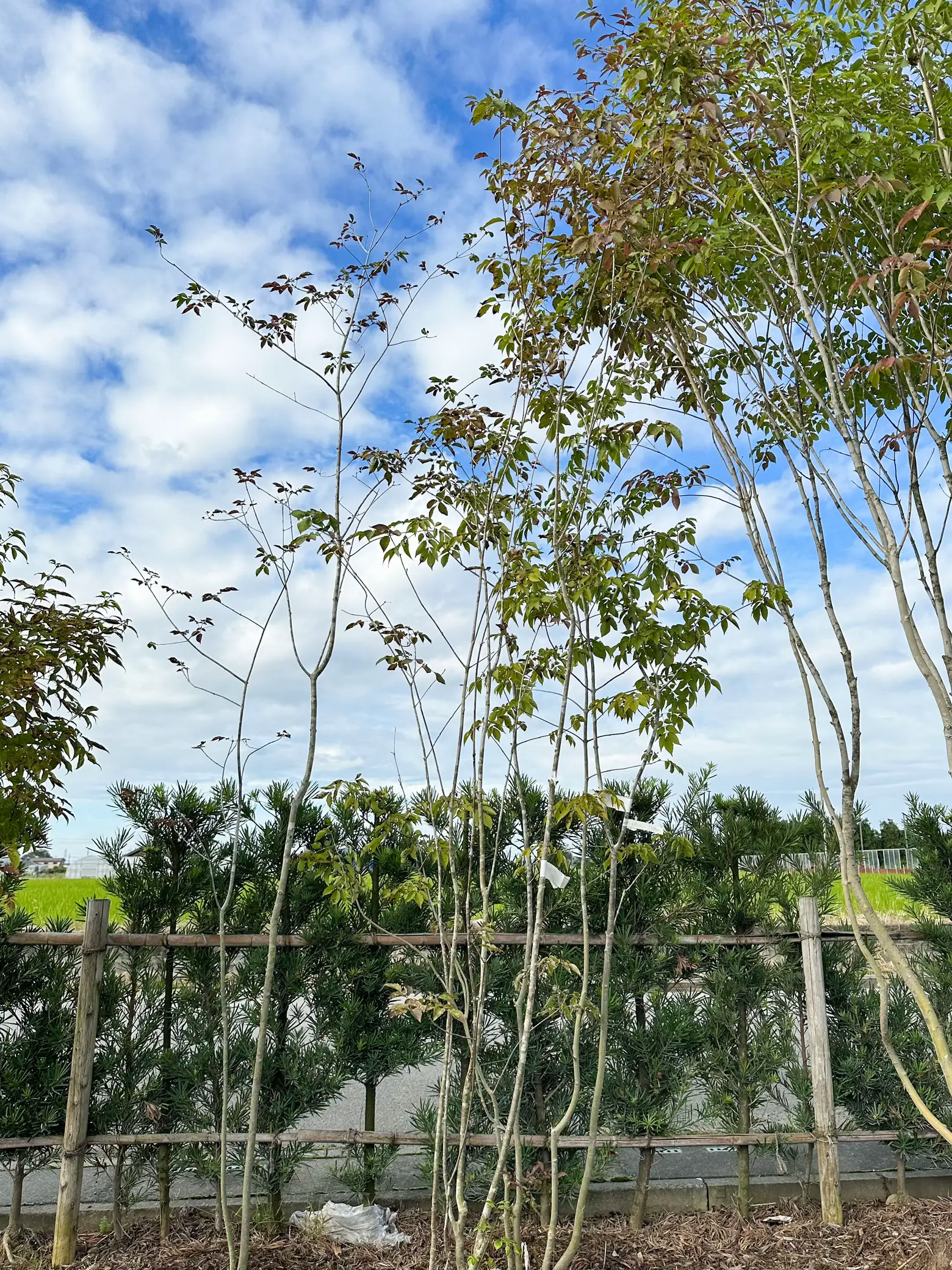アオダモはシンボルツリーにおすすめ！ | Atsukoが投稿したフォト