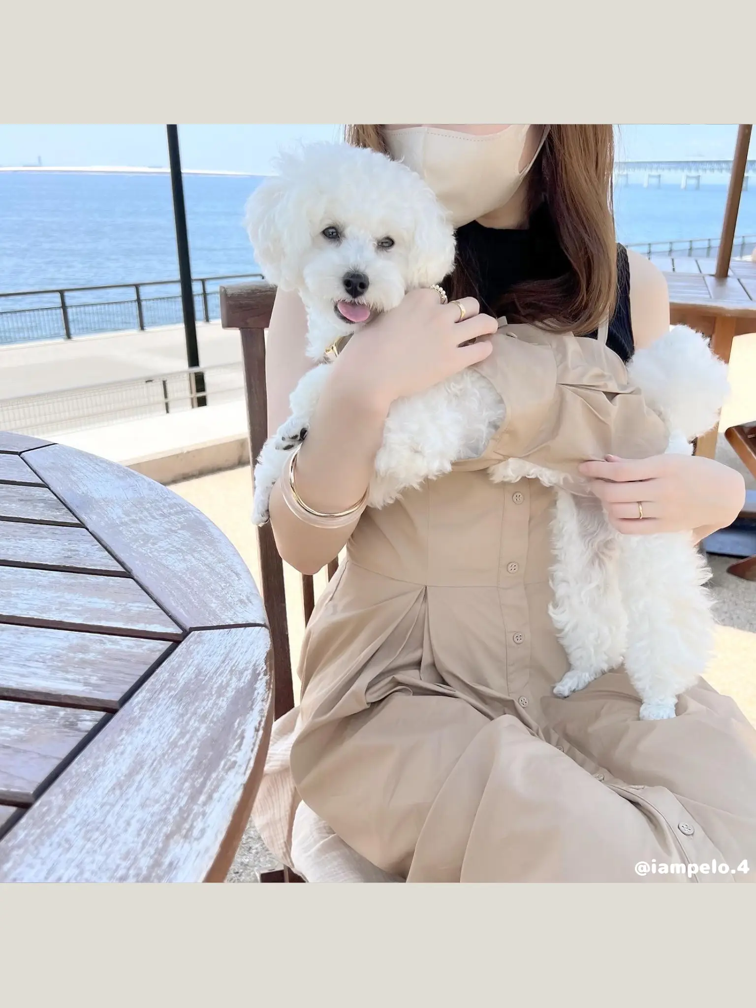 おしゃれすぎる犬服🐶✨ママとリンクコーデ   | 𝘱𝘦𝘭𝘰🐾 トイ