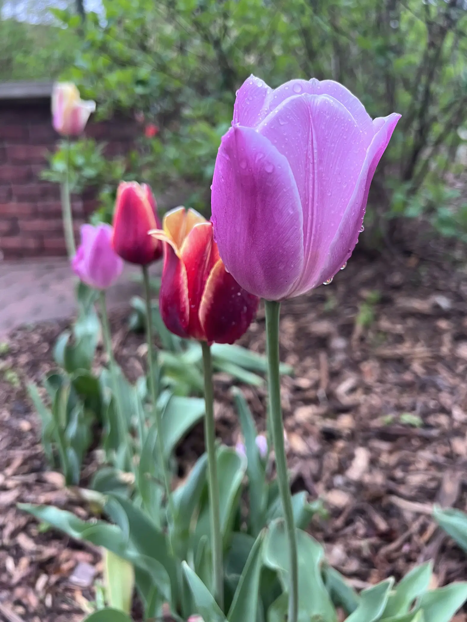 Tulips + Rain 🌧️ 🌷 Gallery posted by Aimee 🫶🏼☕️ Lemon8