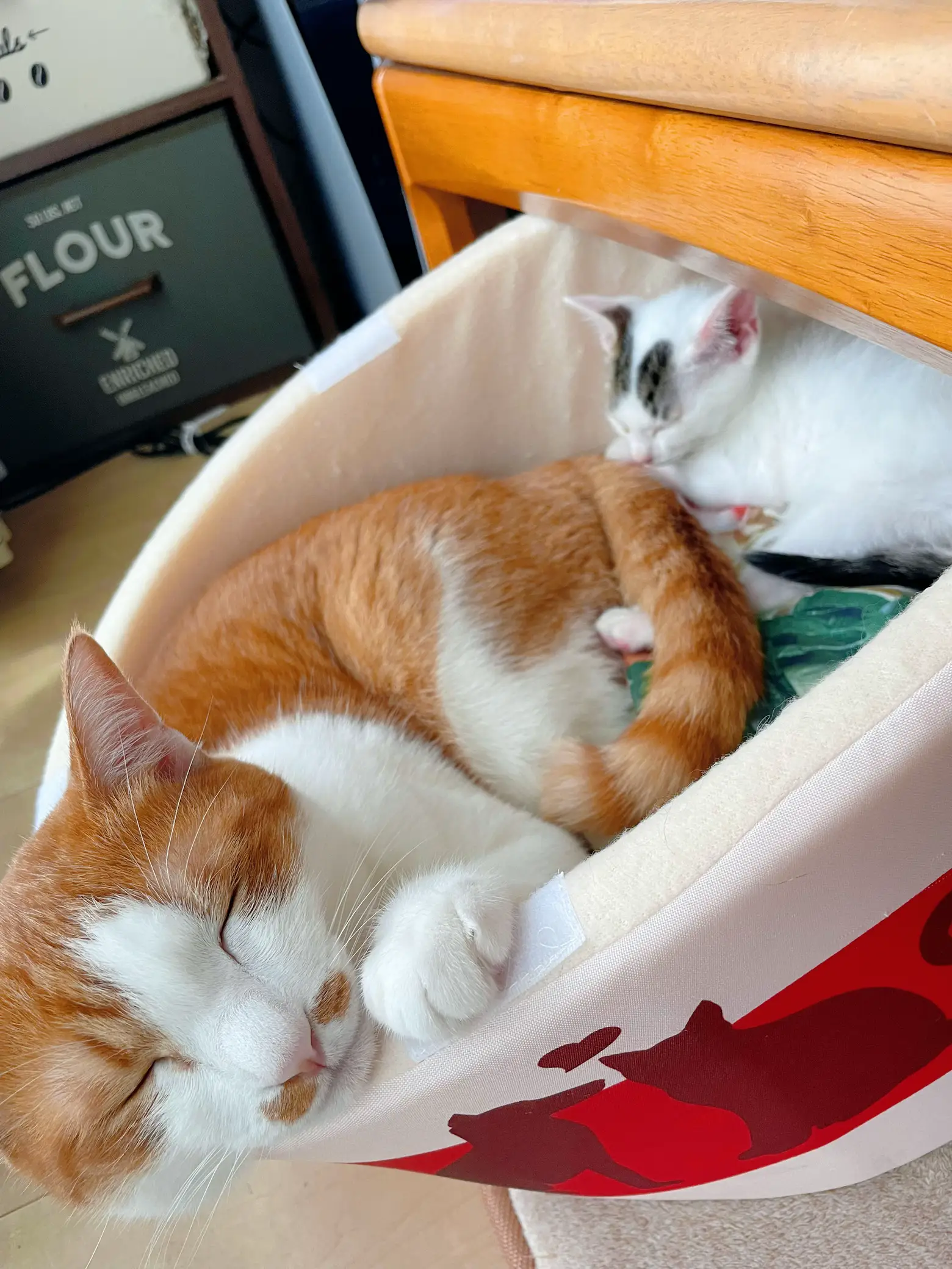 ふわふわ子猫ちゃん❤️エキゾチック❤️生後2ヶ月ベビー(*´艸 
