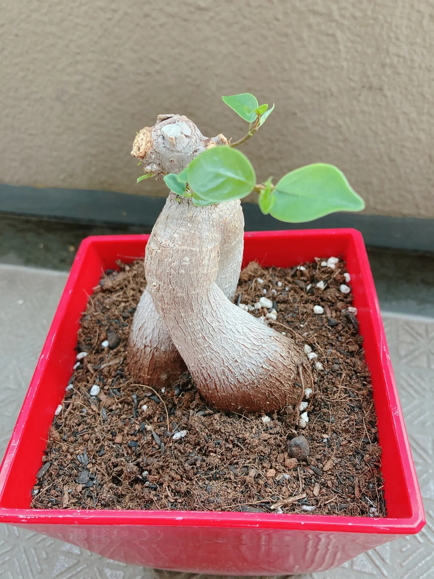 ツル性ガジュマル♥ちびっ子苗４つ - 植物/観葉植物