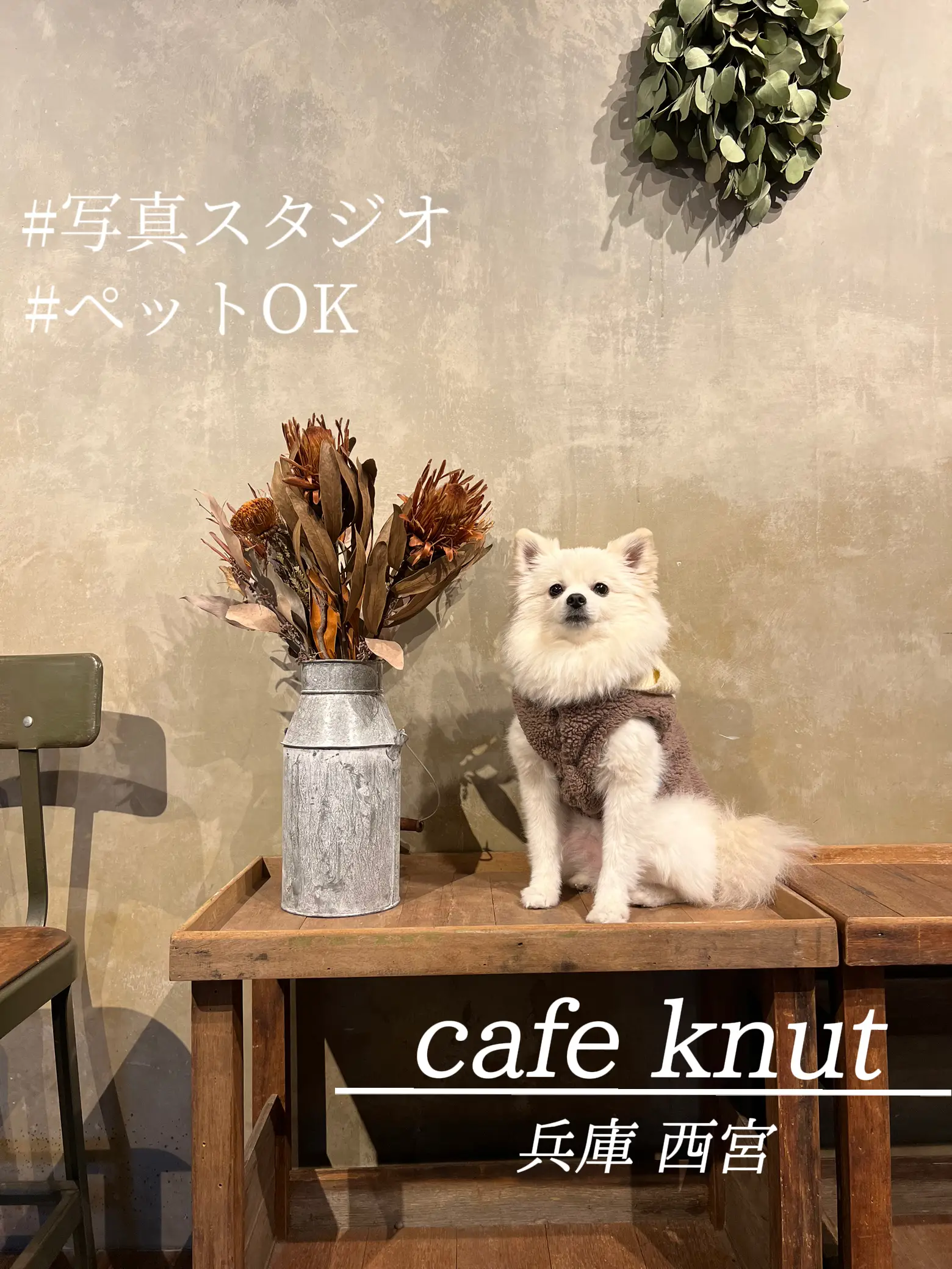 兵庫/ペット🉑】スタジオ&カフェでセルフ愛犬撮影📸 | ぽぽてち🐻‍❄️が投稿したフォトブック | Lemon8